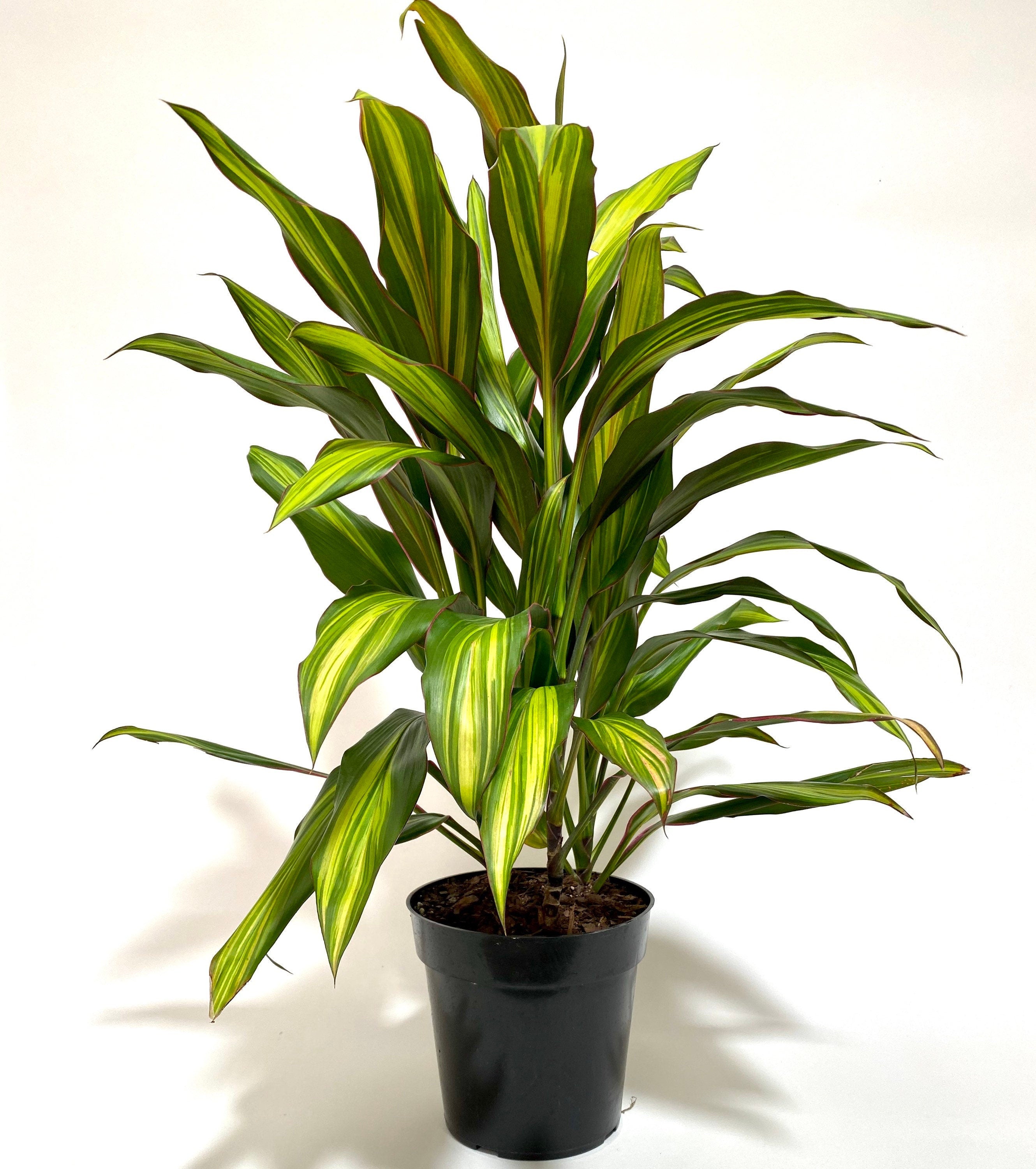 Cordyline kiwi, Hawaiian Ti, Good Luck Plant, Auntie Lou in a black pot