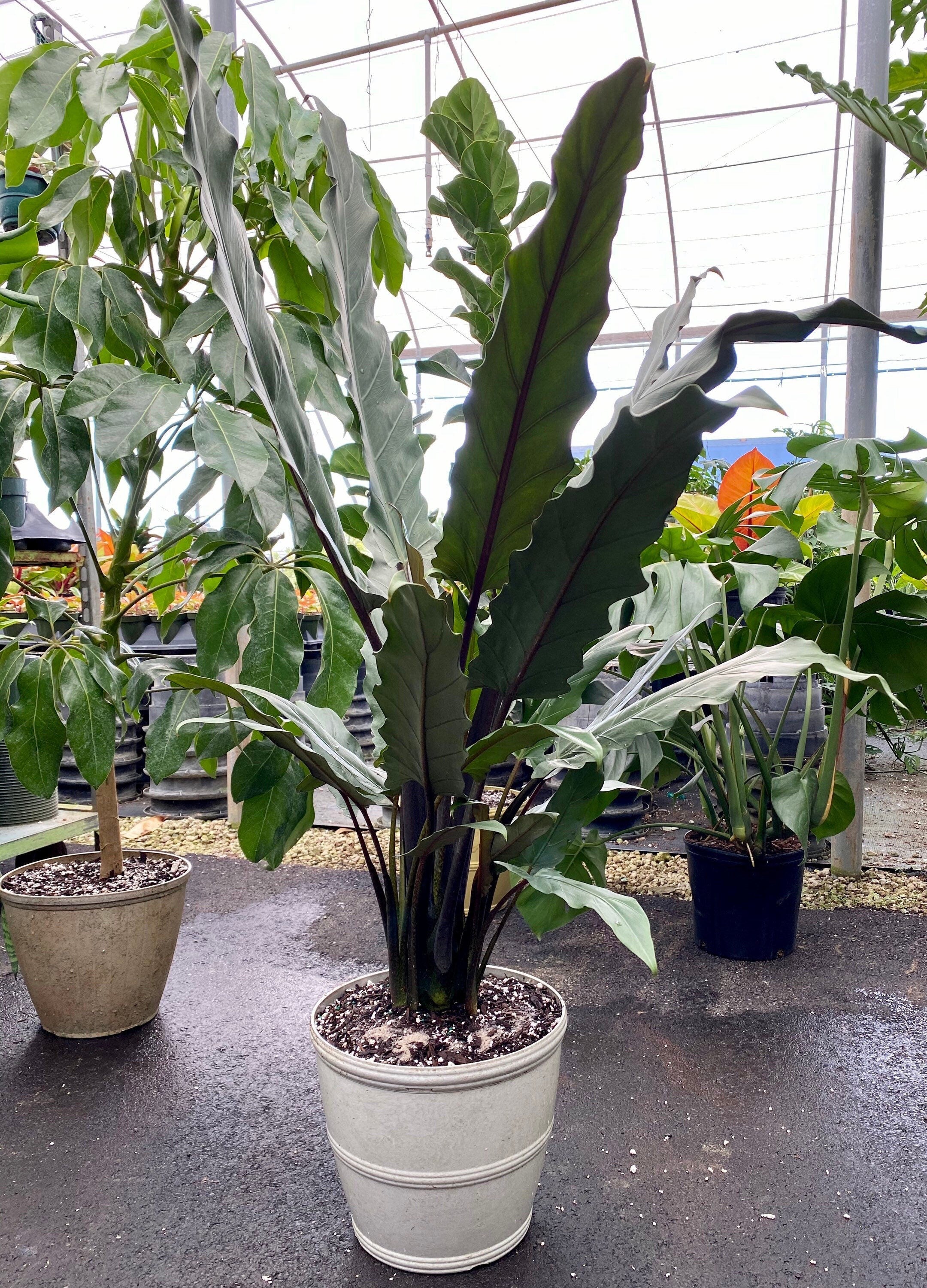 Alocasia Lauterbachiana, Purple Sword Tree