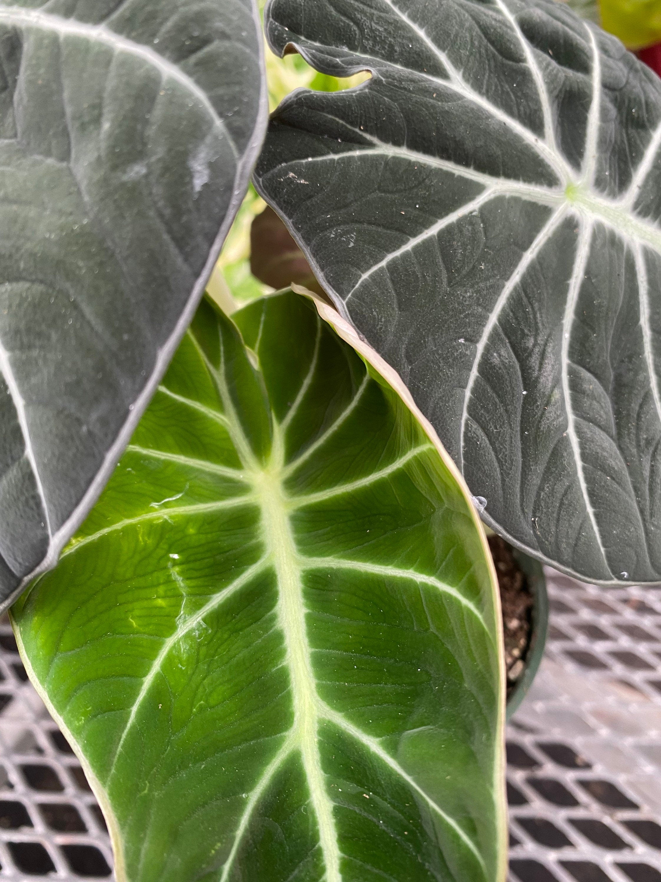 close view of Alocasia Reginula Black Velvet, Live Indoor Plant