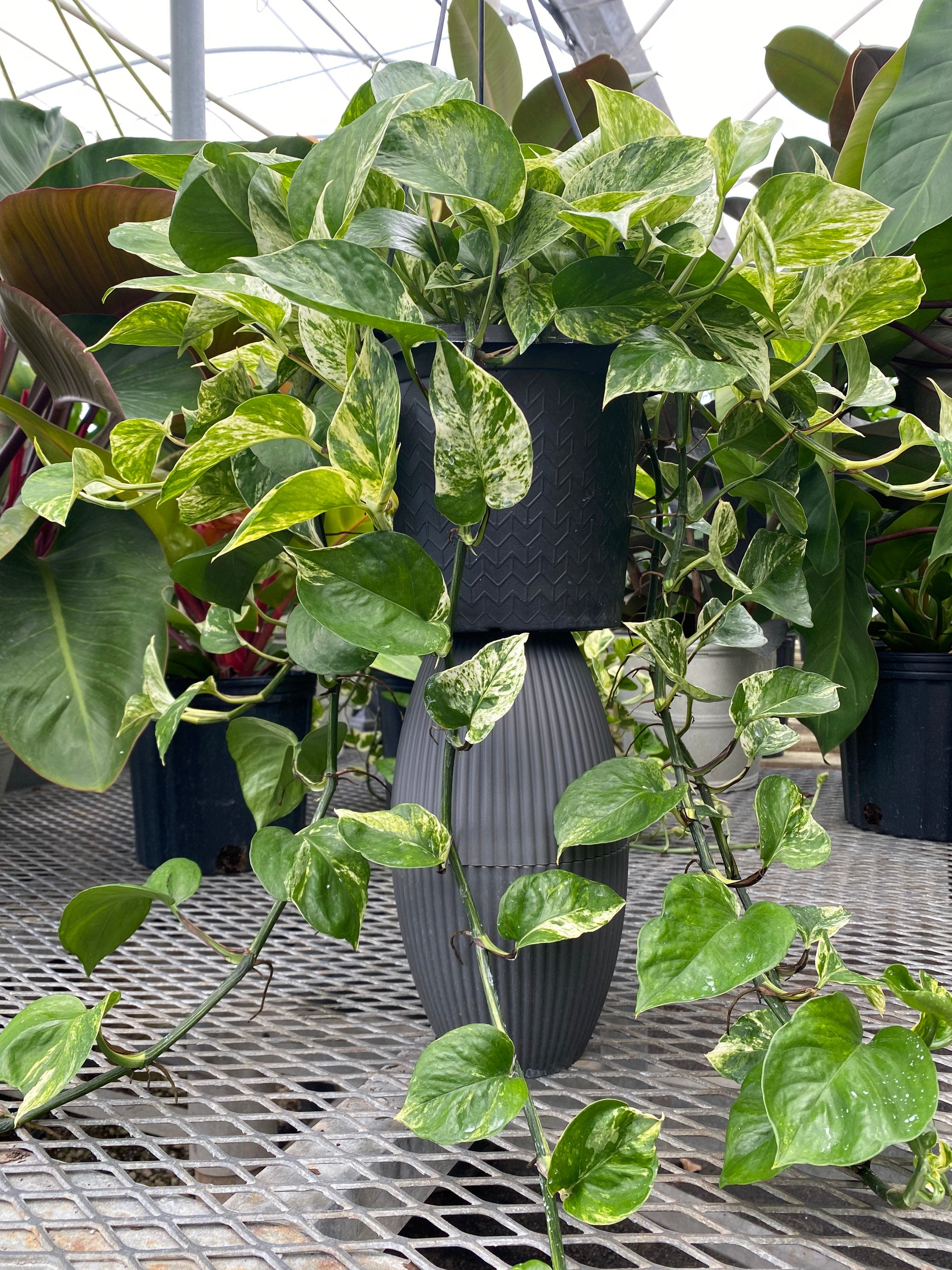 Pothos Marble Queen in Hanging Basket, Live Patio Plant outside