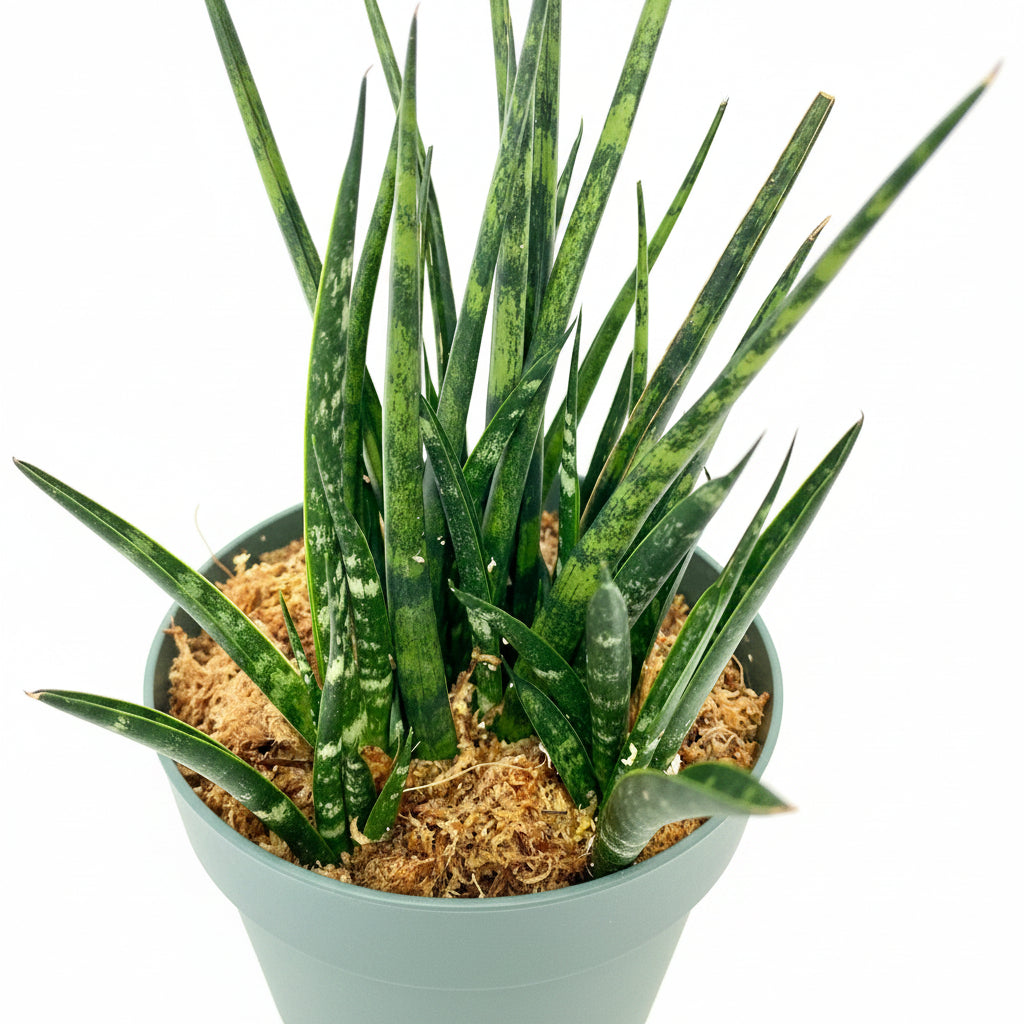 leaves of Sansevieria Fernwood Mikado in White Deco Pot
