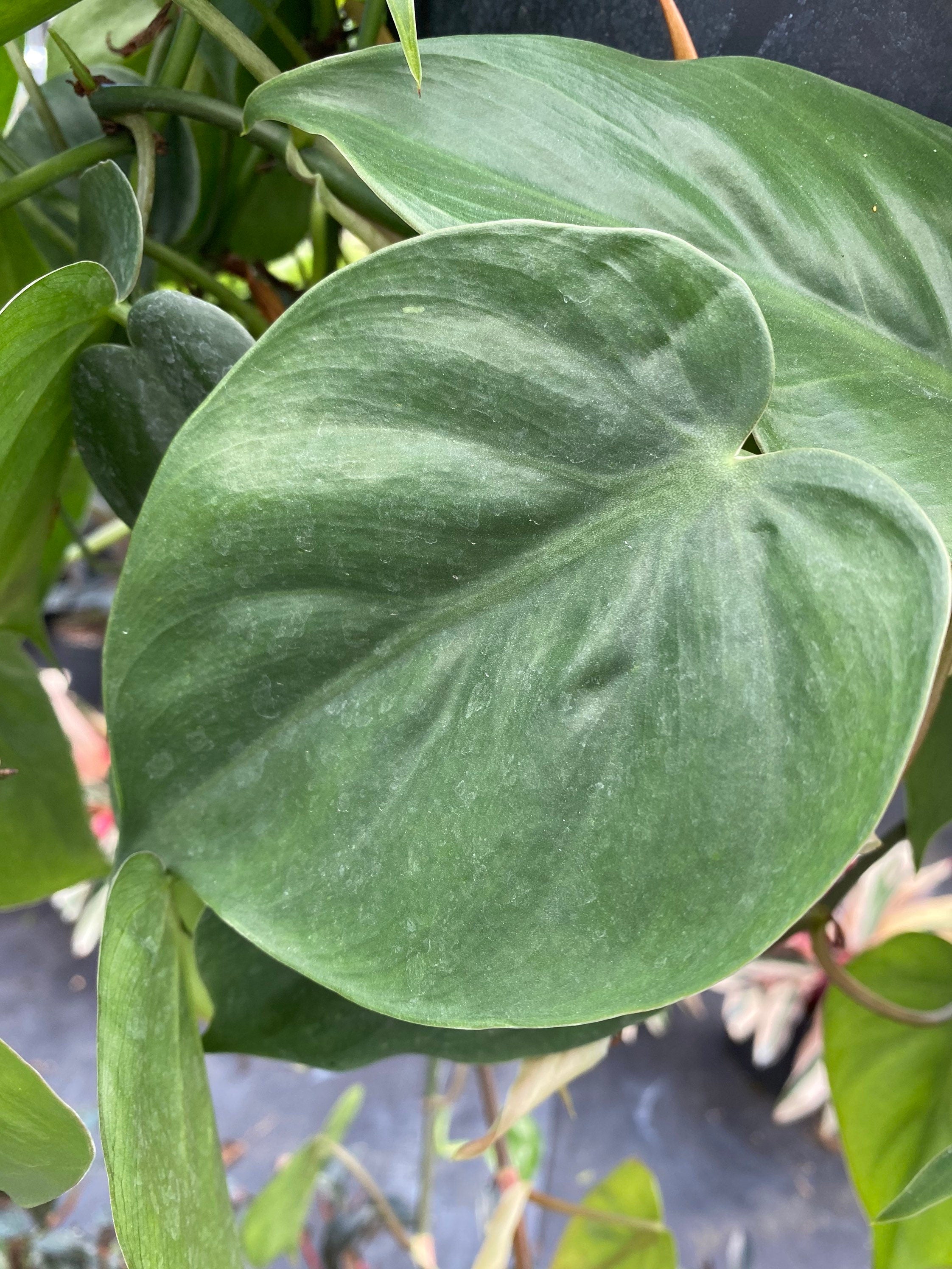 close view of Philodendron Heart Leaf in Hanging Basket, Live Sweetheart Plant