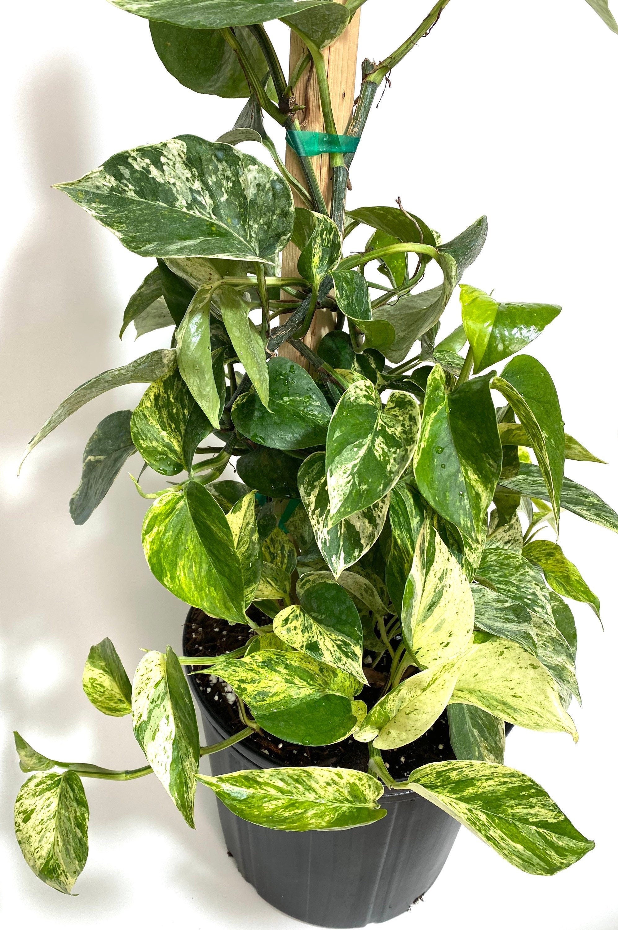 Pothos Marble Queen in Trellis, Stunning Variegated Vines beside wall view
