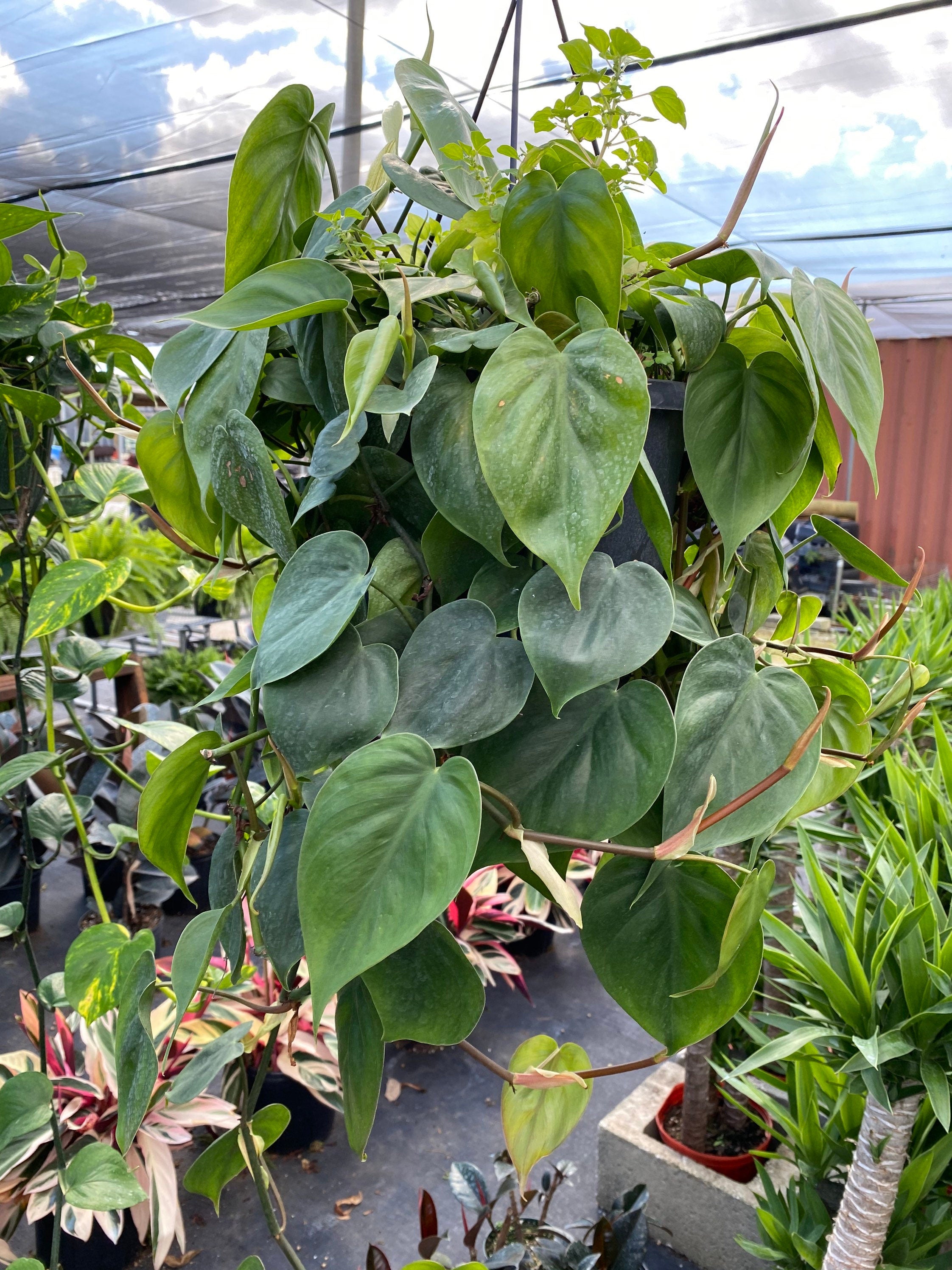 front view of Philodendron Heart Leaf in Hanging Basket, Live Sweetheart Plant