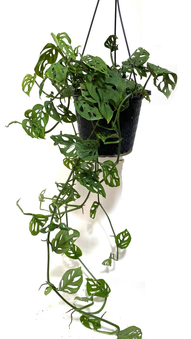 Monstera Adansonii Swiss cheese Hanging Basket hanging on a wall