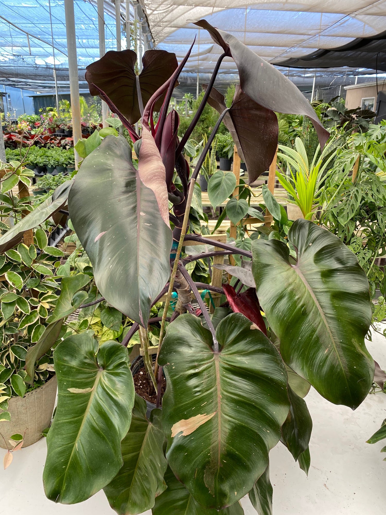 Philodendron Pink Princess in Trellis, Philodendron Erubescens Exotic Plants