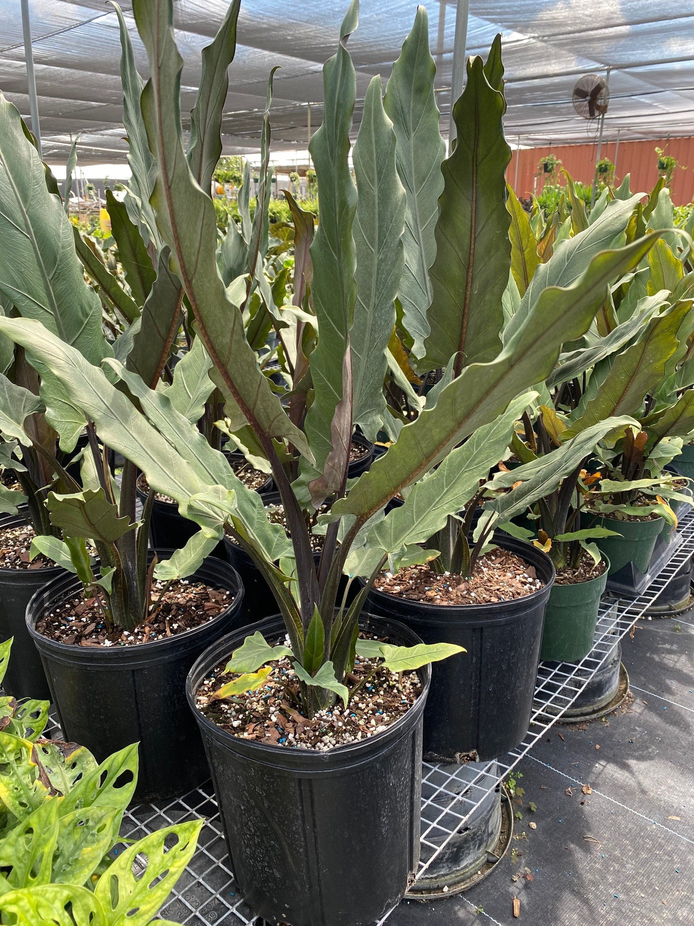 Alocasia Lauterbachiana, Purple Sword Tree