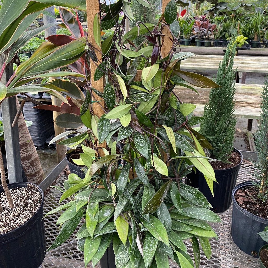 Hoya Publicalyx Splash in Trellis, Live Plant Variegated in nursery view