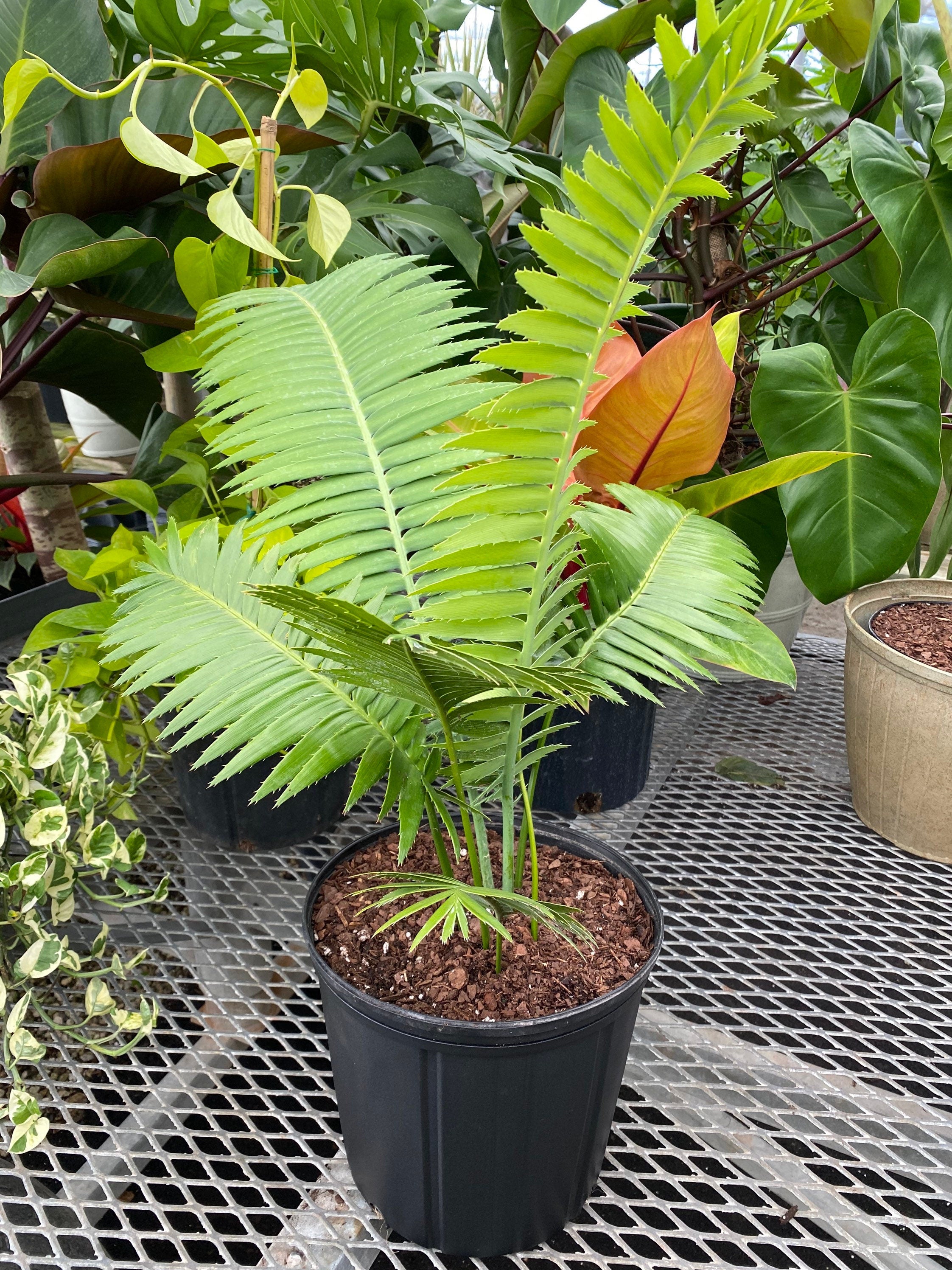 Dioon Spinulosum, Mexican Cycad, Gum Exotic Palm