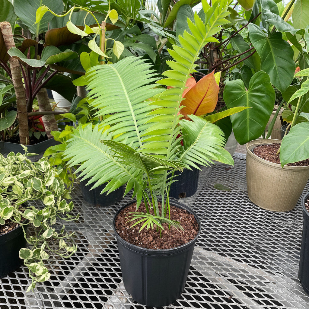 Dioon Spinulosum, Mexican Cycad, Gum Exotic Palm in 2 gallon black grower pot with feathery arching light green fronds, ideal for patios, indoor spaces, and tropical gardens