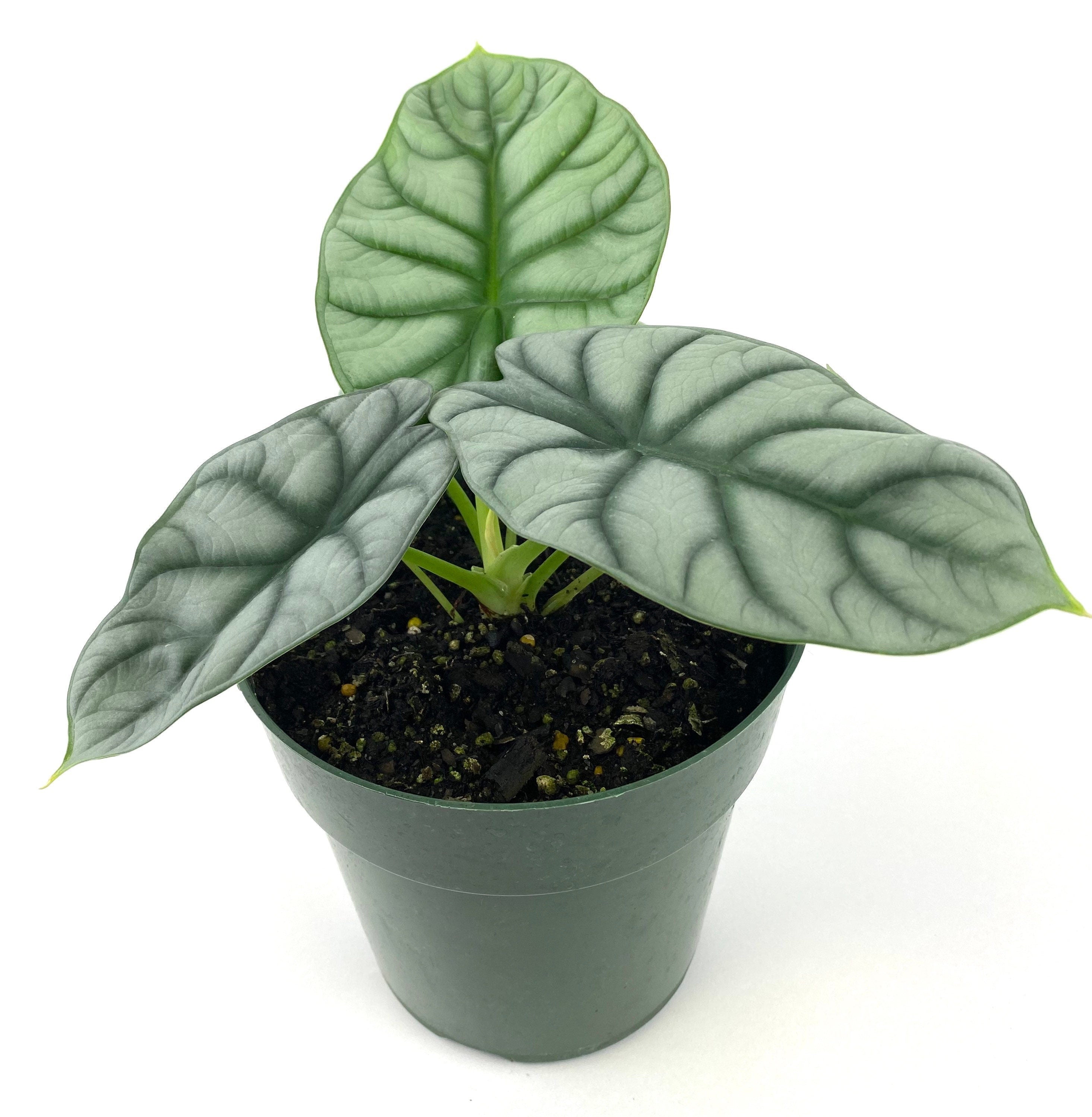 silver leaf plant indoor Alocasia Baginda Silver Dragon