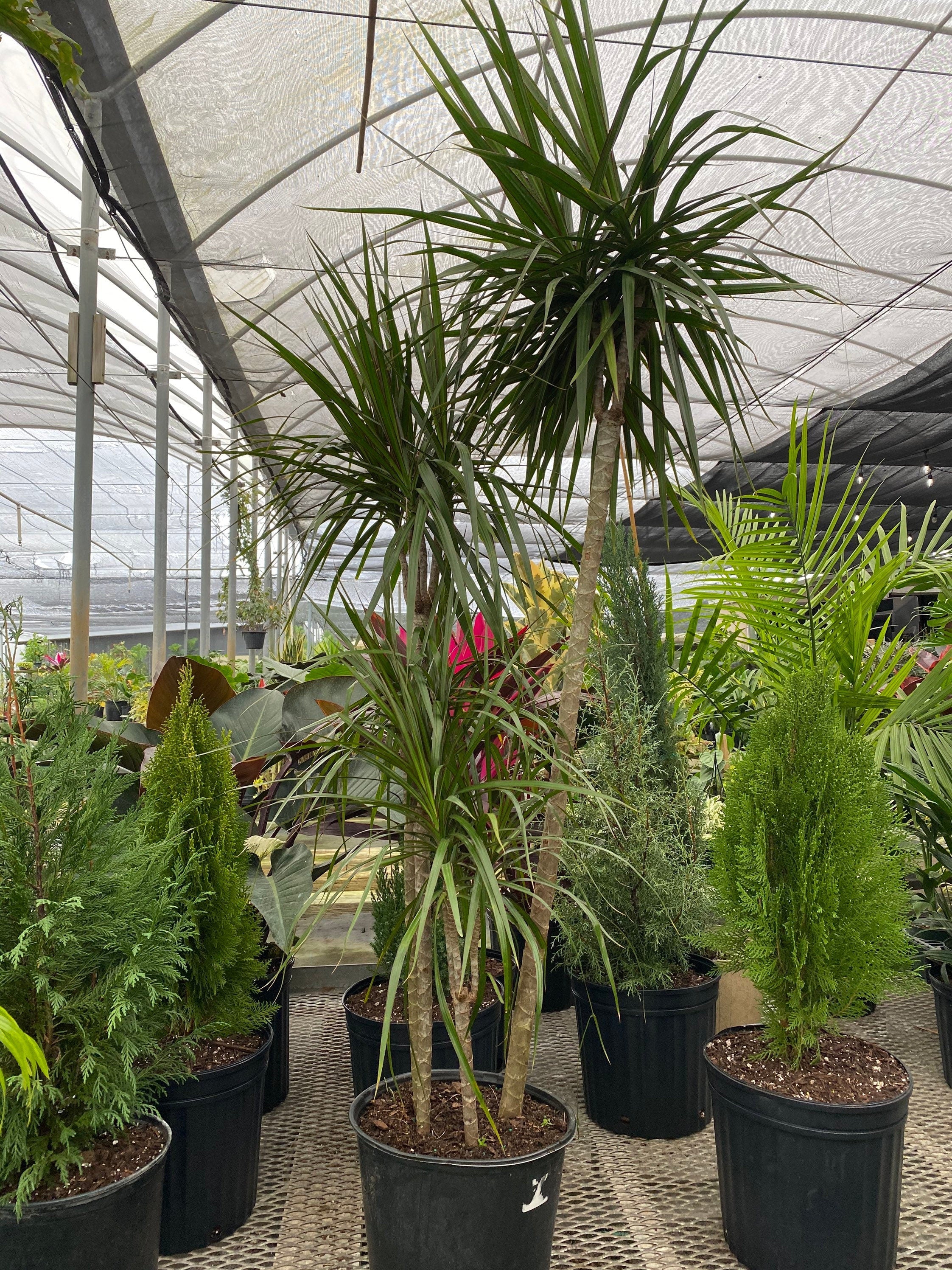 front view of Dracaena Dragon Tree Green Bush