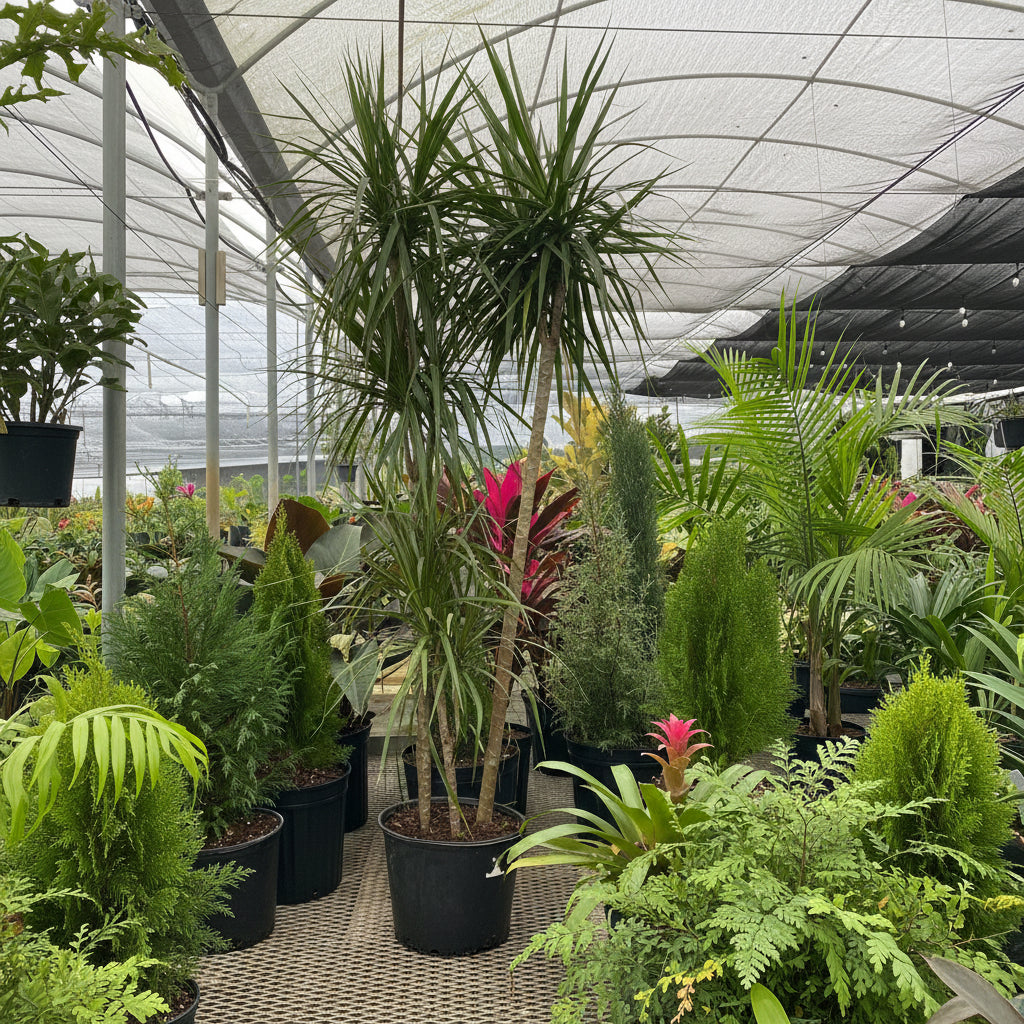 Full Grown Dracaena Dragon Tree Green Bush in a 7-gallon nursery pot for outdoor use to amplify a spacious patio or exterior landscape.