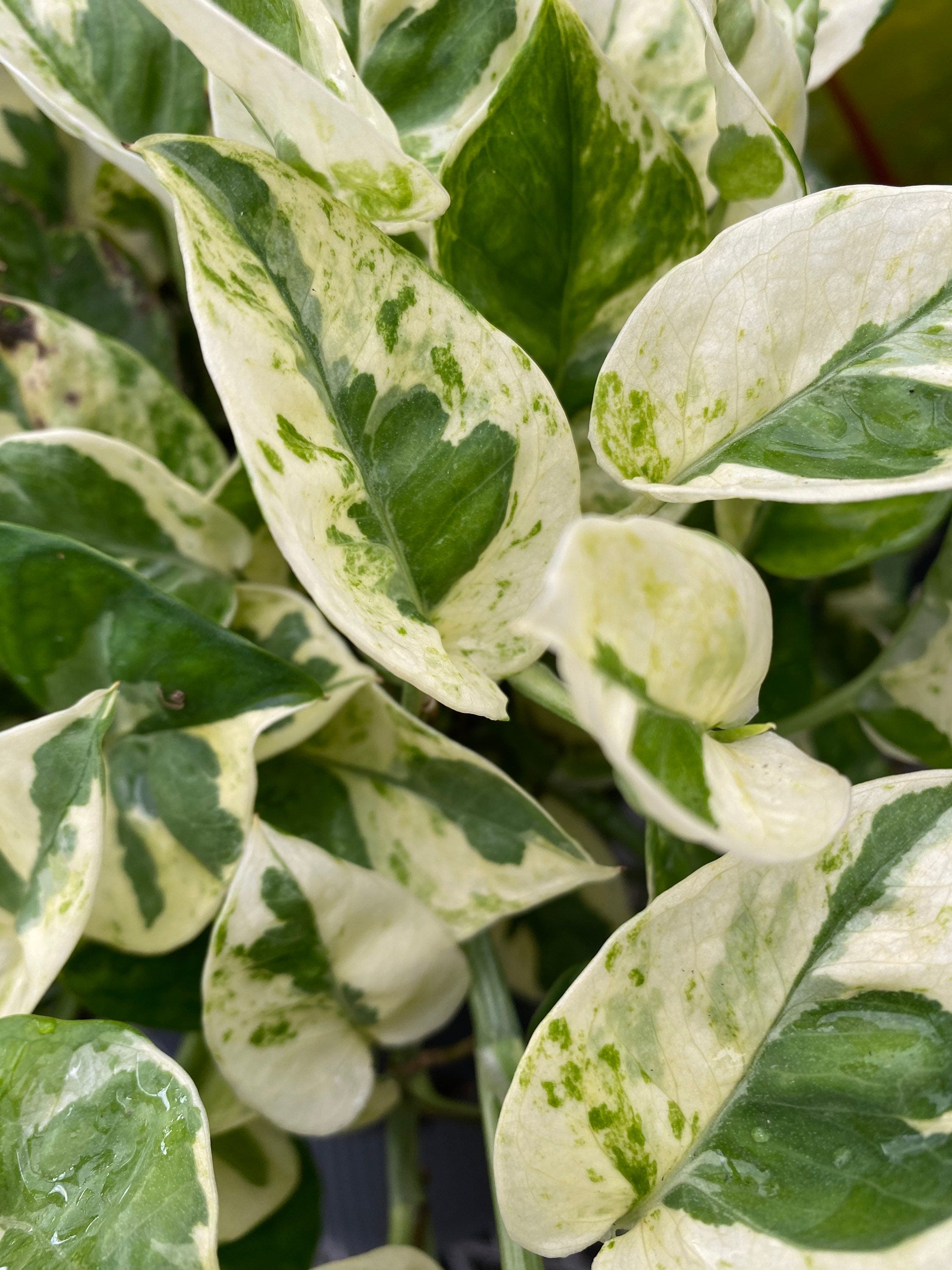 close up view of Pothos N&