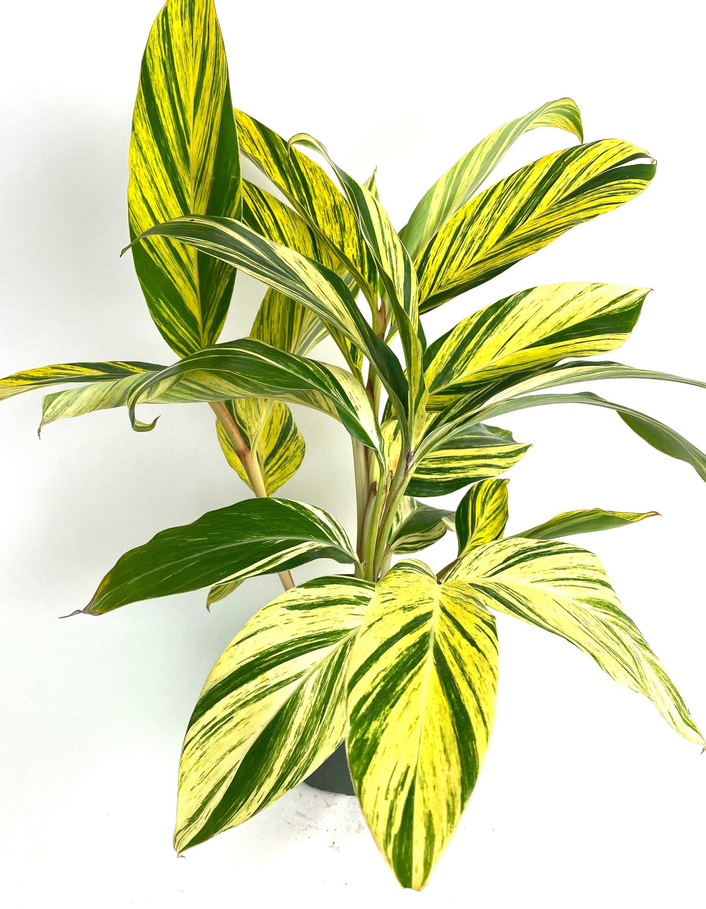 upper view of Ginger Shell Variegated, Live Tropical Prayer Plant