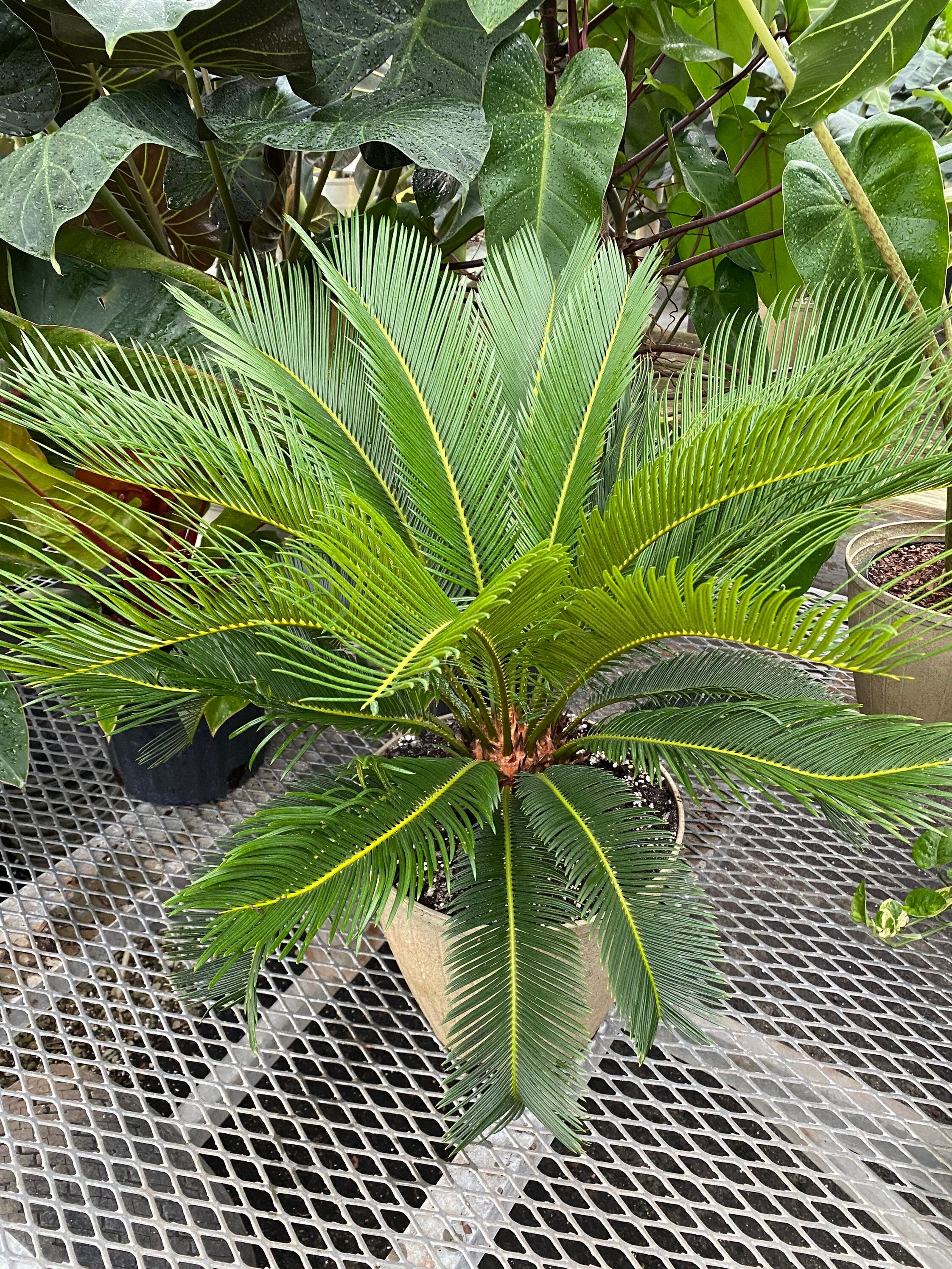 Palm King Sago Palm, Cycas Revoluta, Exotic