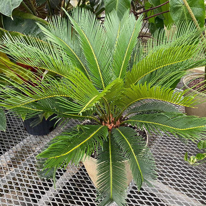 A sago palm (Cycas revoluta) also known as King Sago Palm