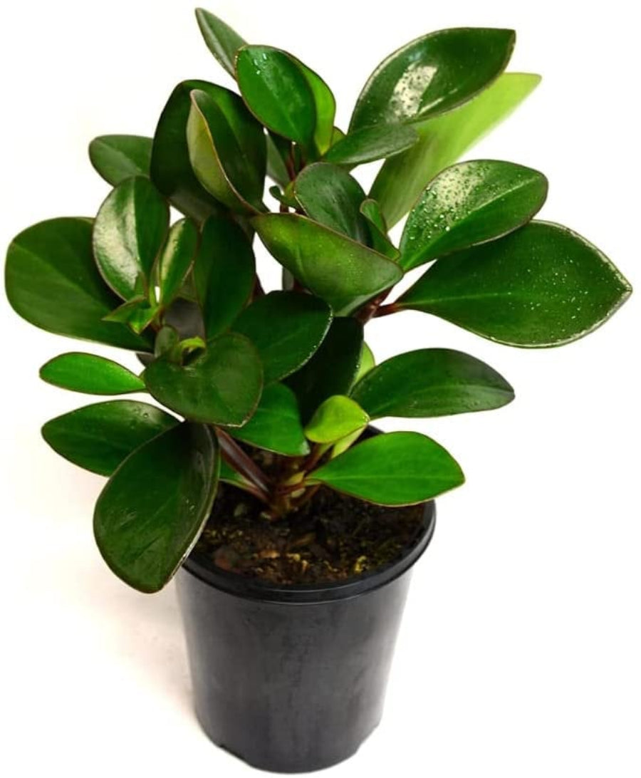 A potted Peperomia Red Edge Baby Rubber Plant
