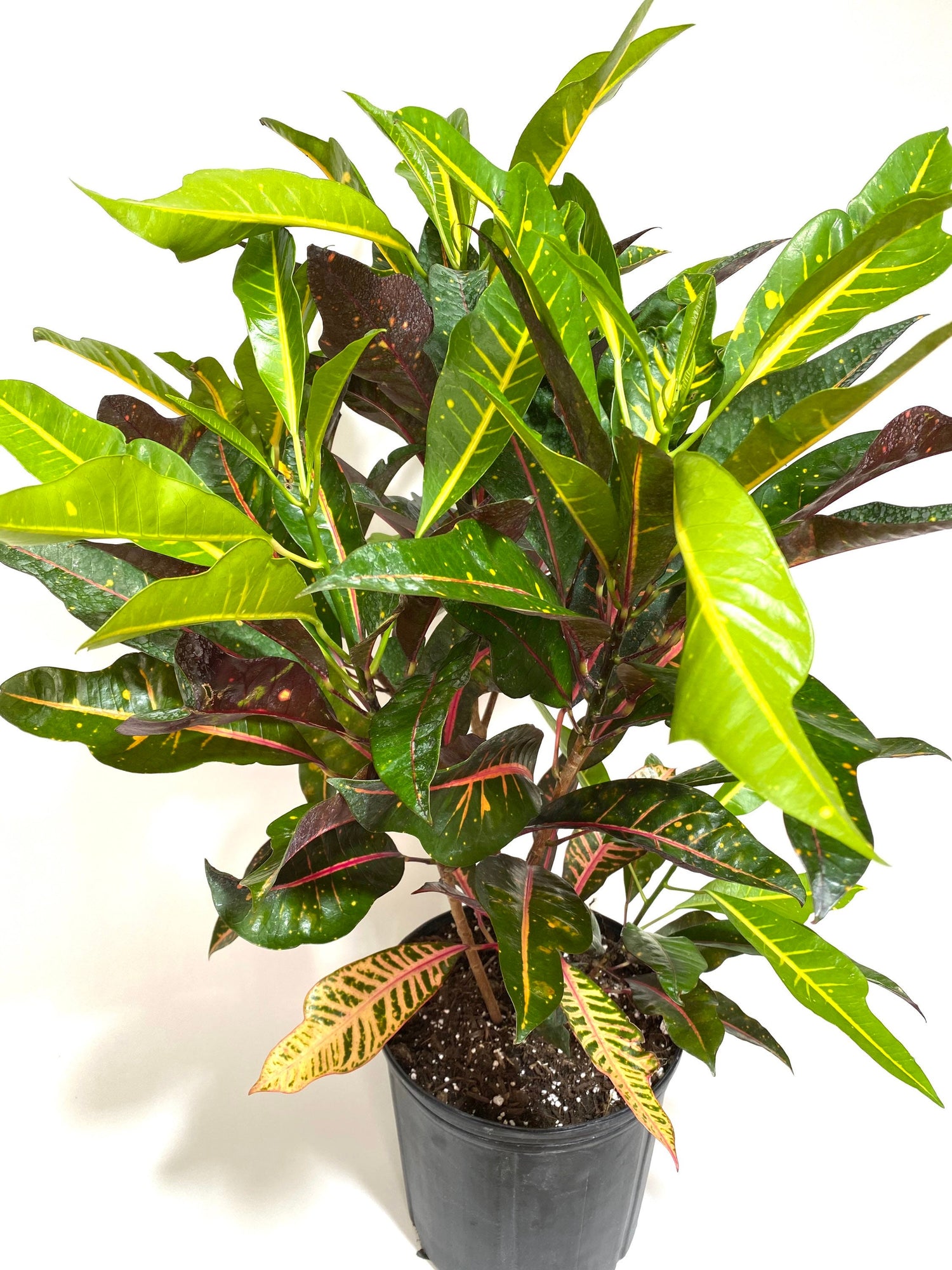 Croton Magnificent, Live Plant Indoor or Outdoor