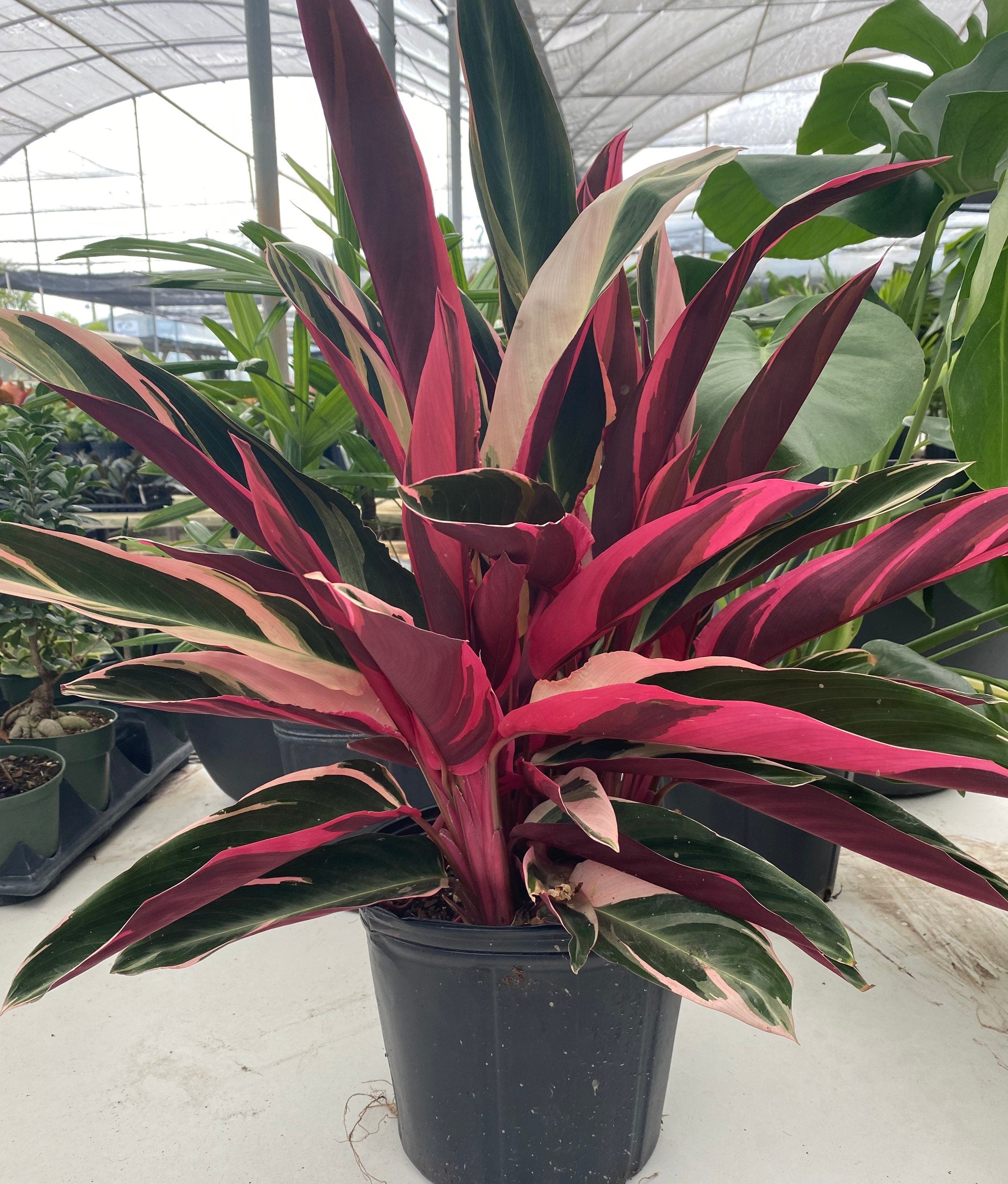 Stromanthe Tricolor, Purple Prayer Plant