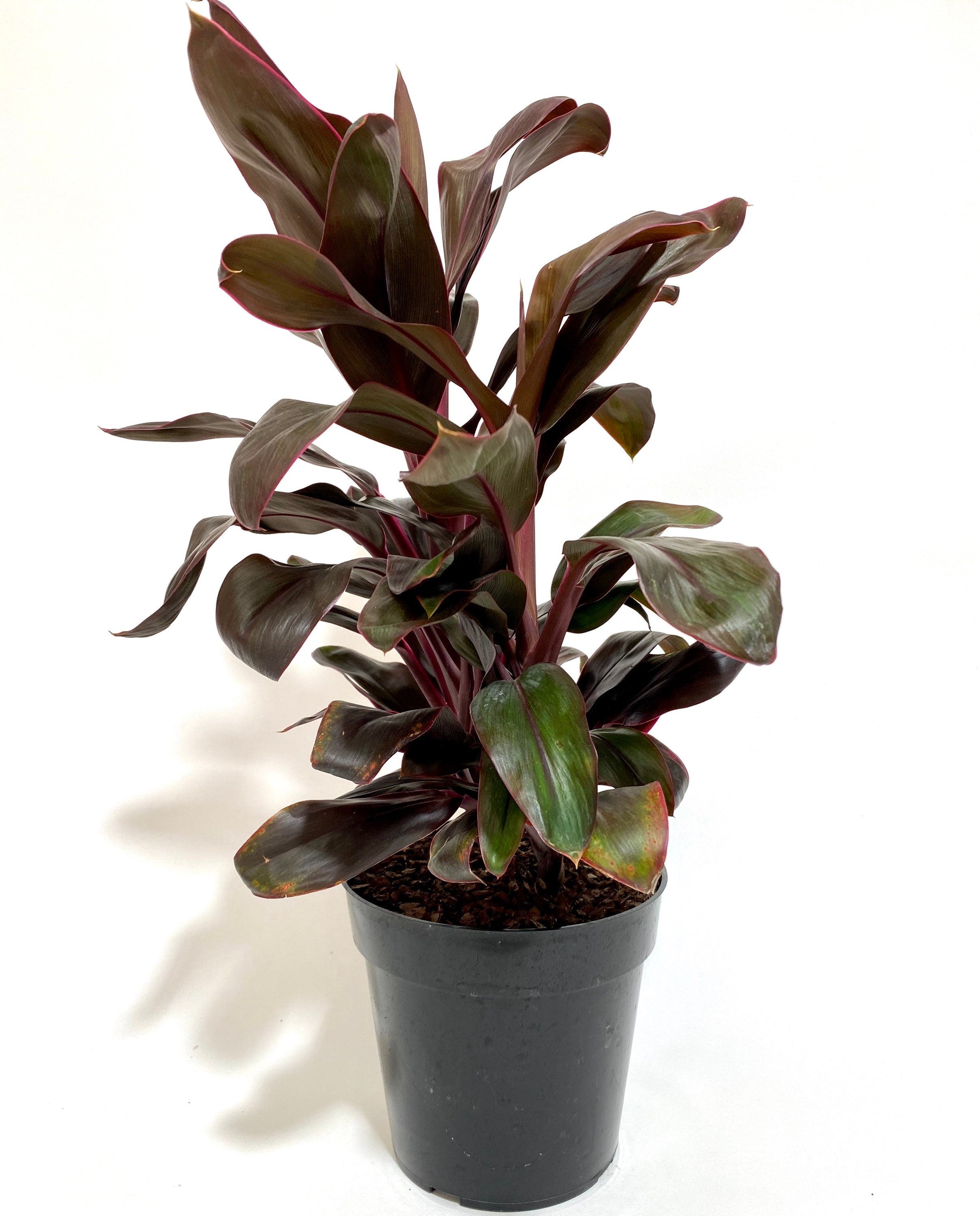 Cordyline Fruticosa Ruby, Good Luck Plant in a green pot