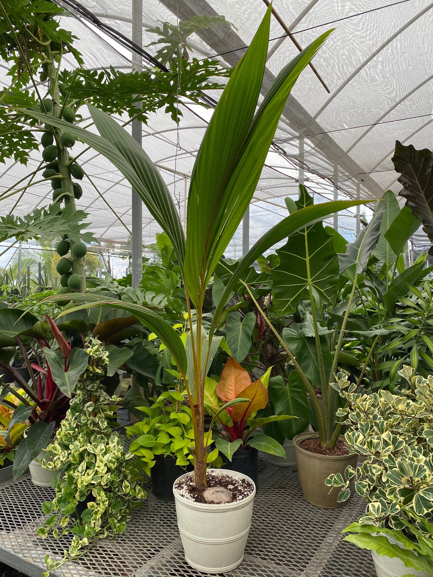 Coconut Tree Red Spicata, Exotic and Rare