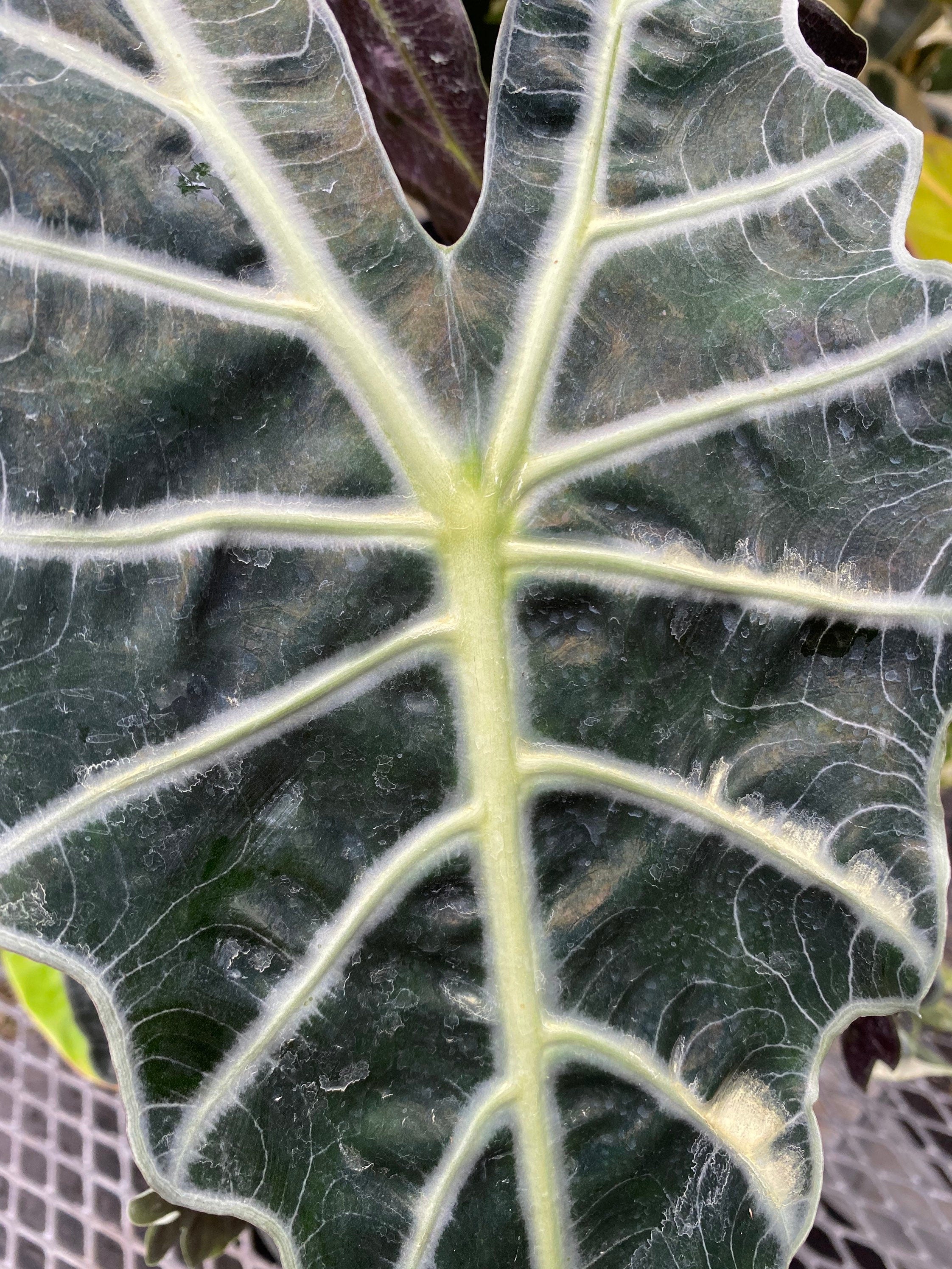leaves of Alocasia Amazonica Polly, African Mask