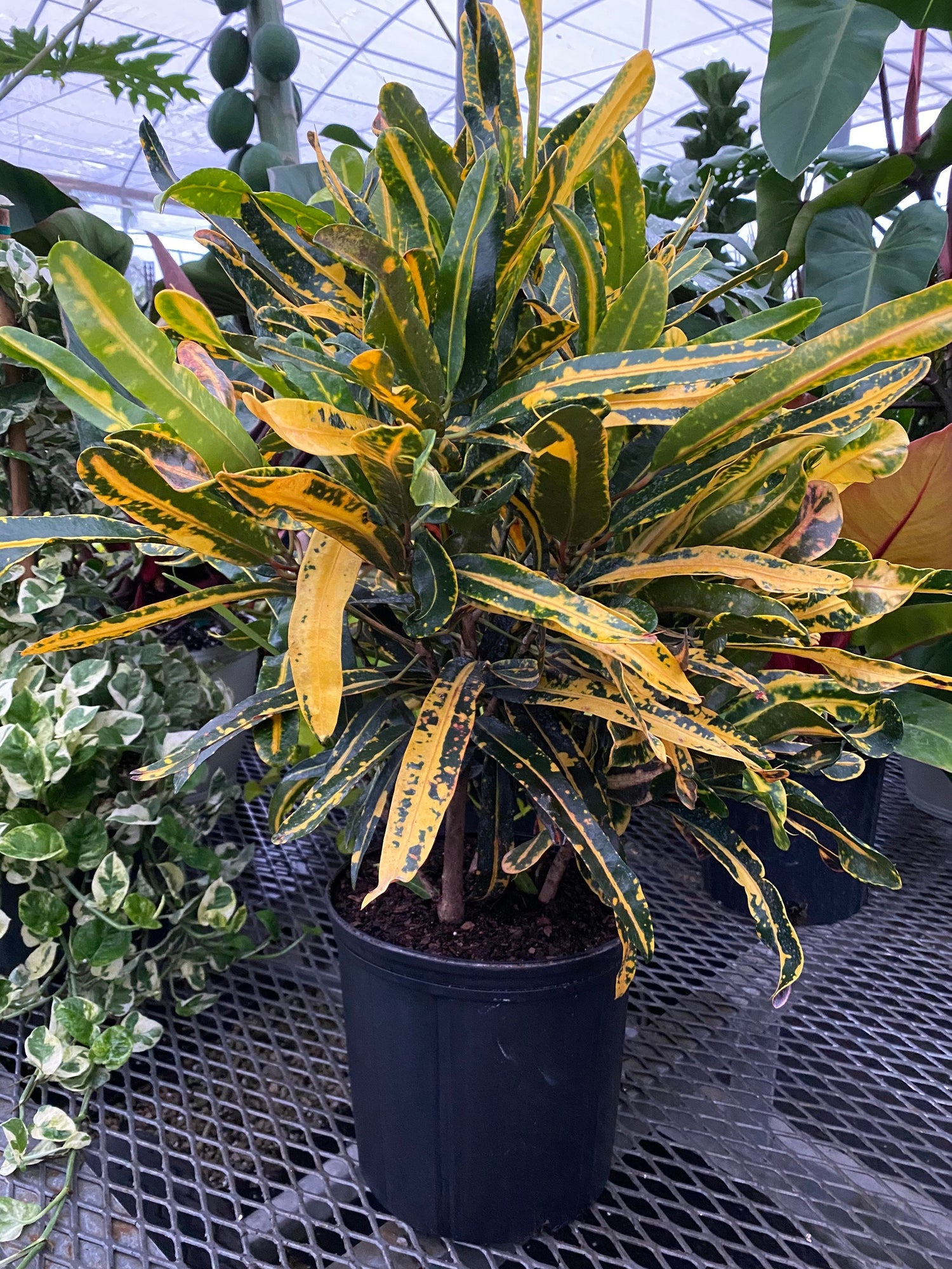 Croton Mammy Yellow, Mammey Live Tropical Plant Indoor or Outdoor outside view