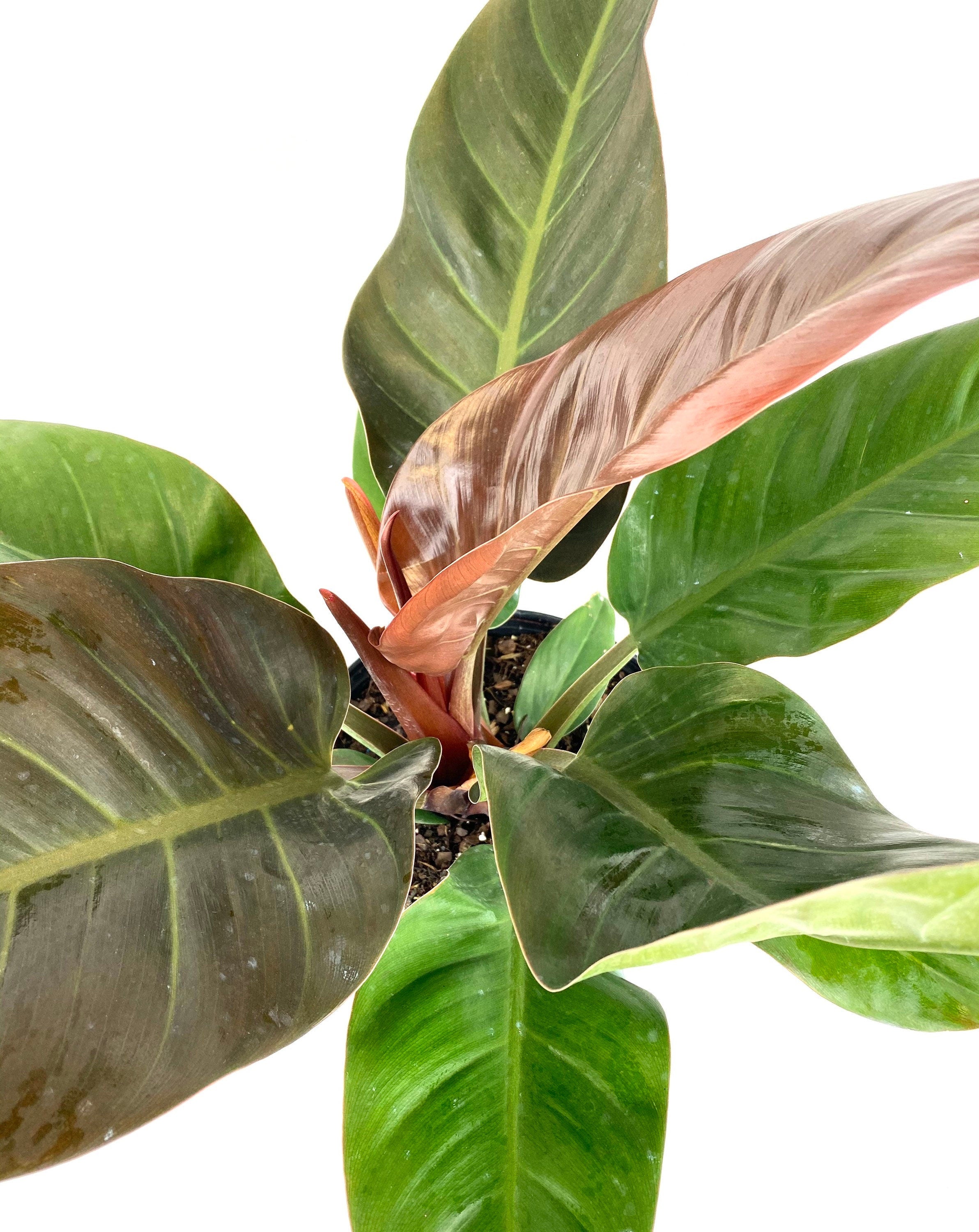 closeup view of Philodendron Imperial Red