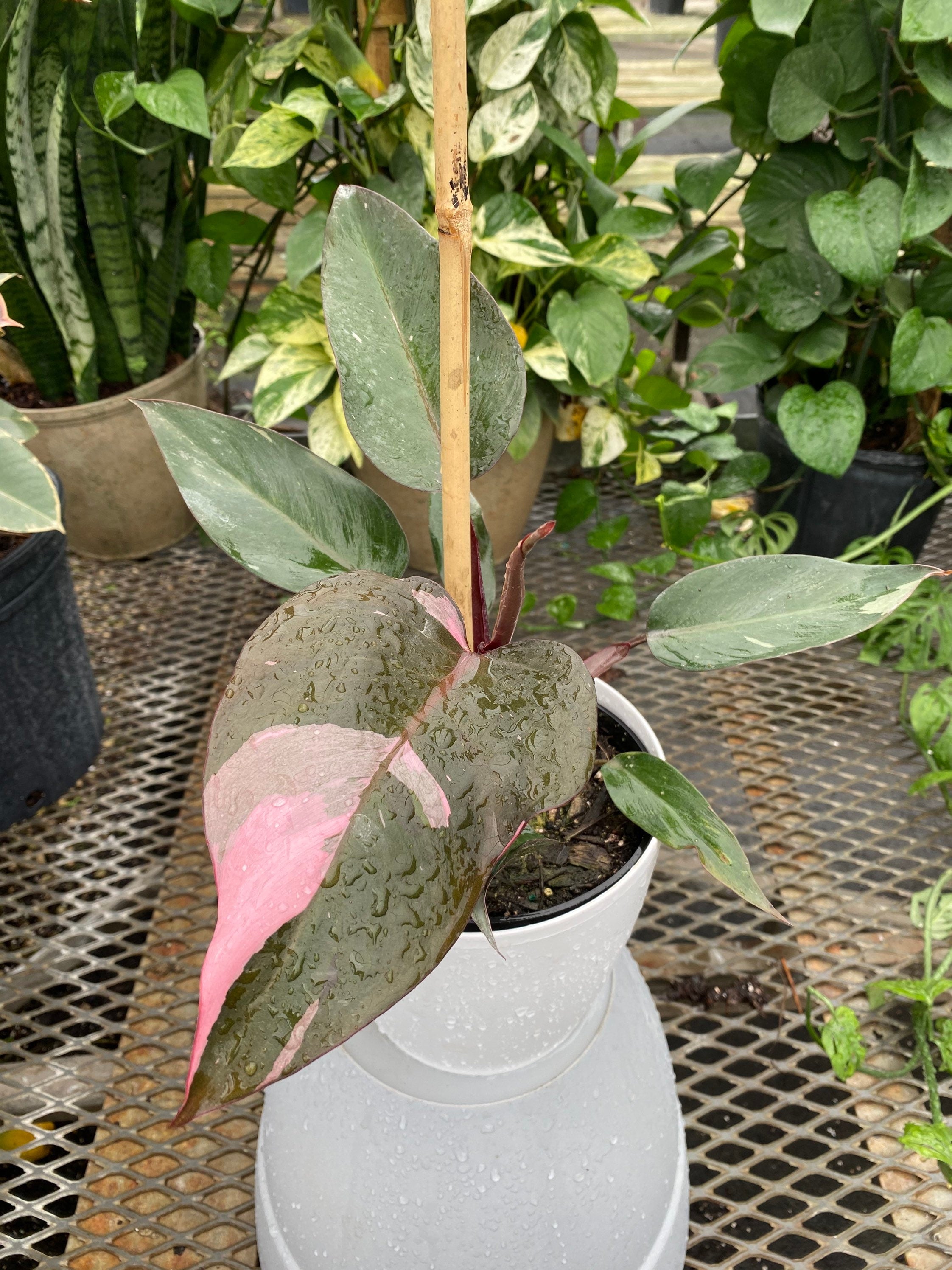 Philodendron Pink Princess in Trellis, Philodendron Erubescens Exotic Plants in a white pot
