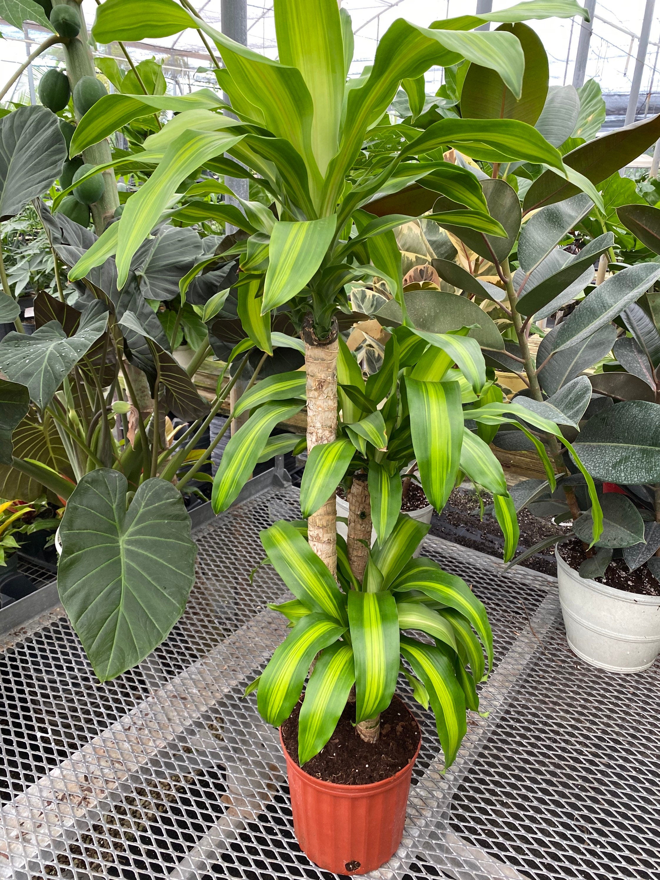 front view of Dracaena Mass Cane Corn Plant Massangeana, 3 Stems Staggered