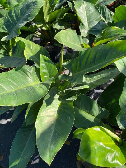 leaves of Philodendron Imperial Green