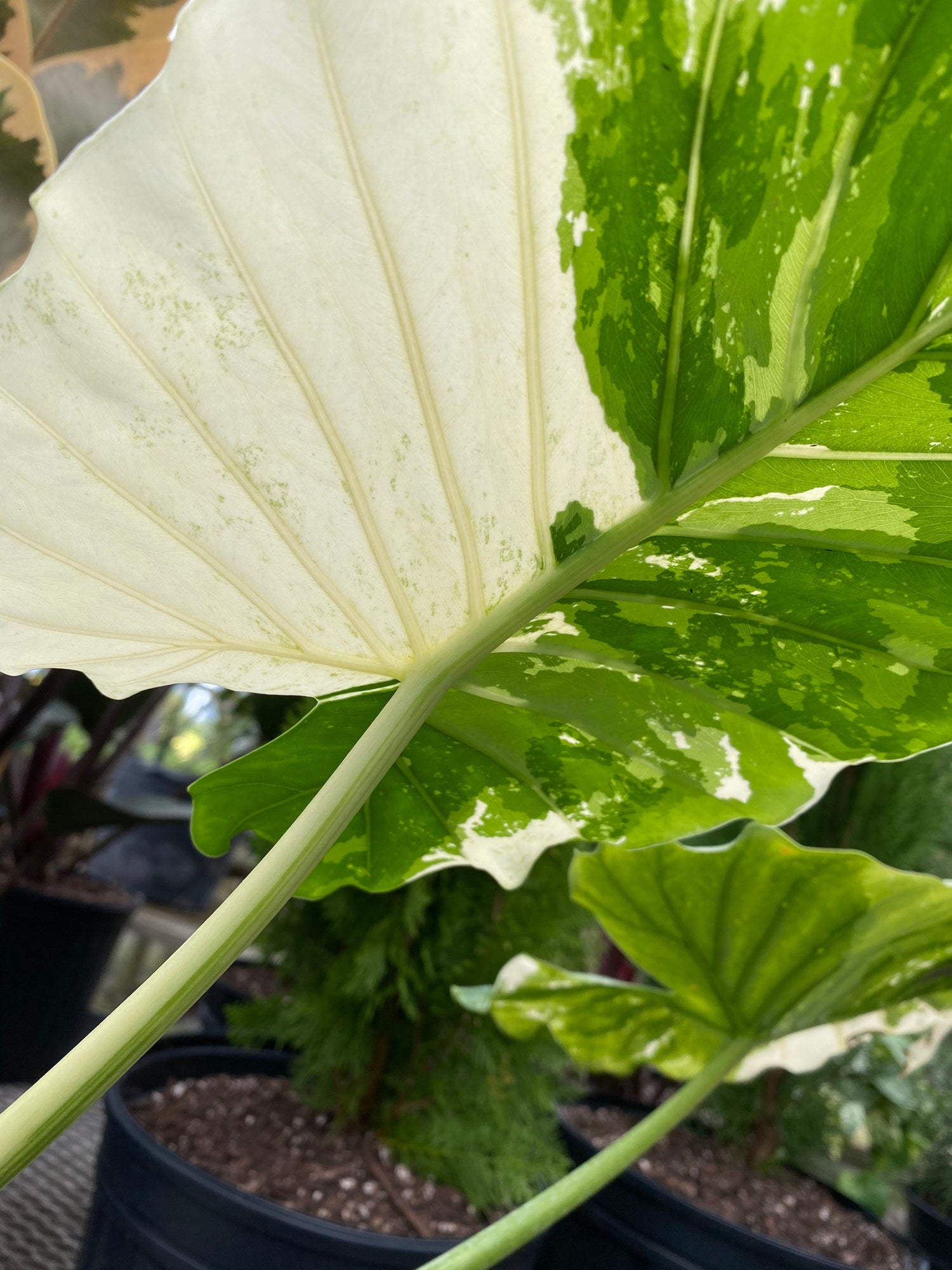 close view of leaf of Alocasia Odora Variegata, Collectors Rare and Exotic