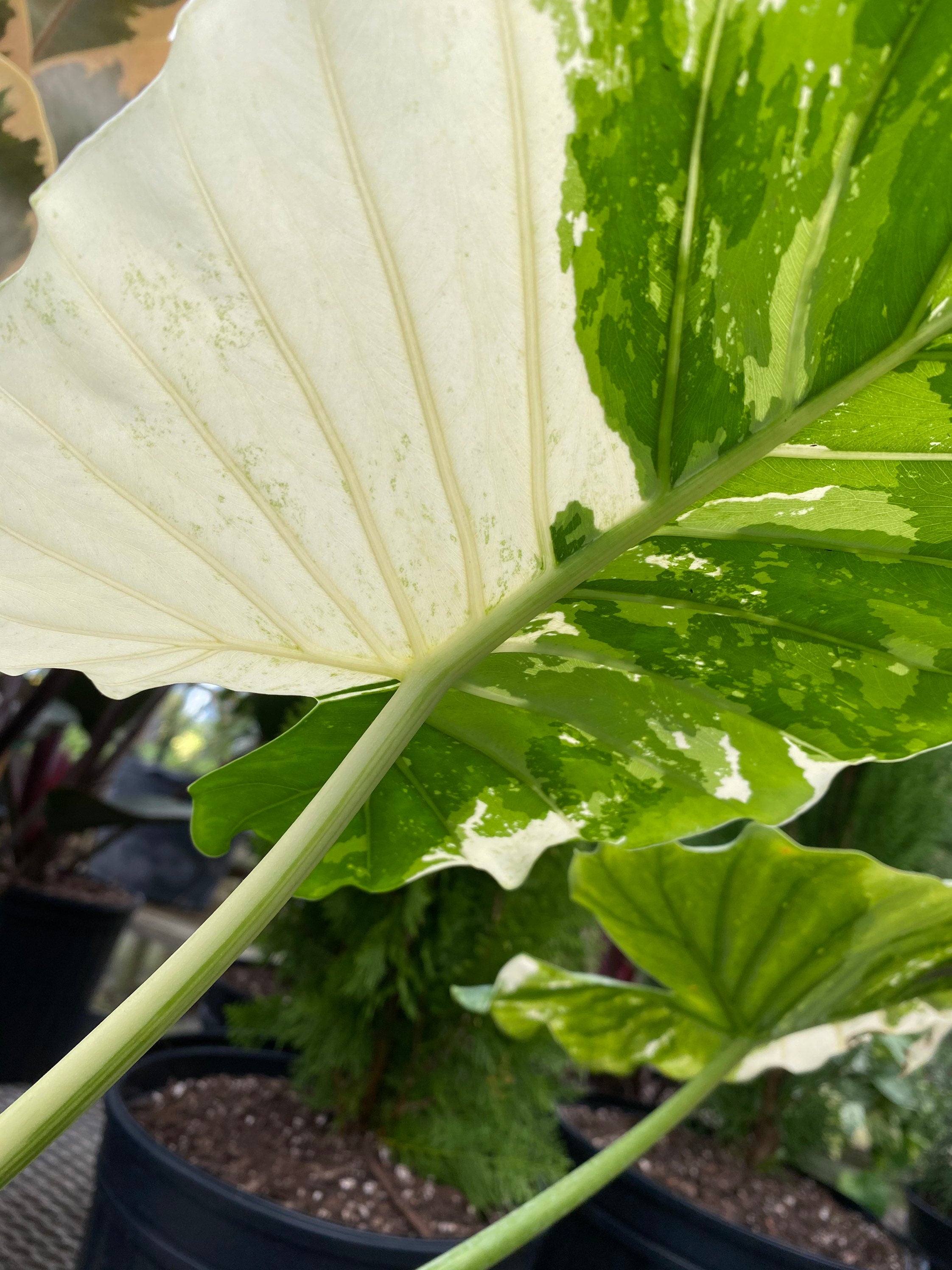close view of leaf of Alocasia Odora Variegata, Collectors Rare and Exotic