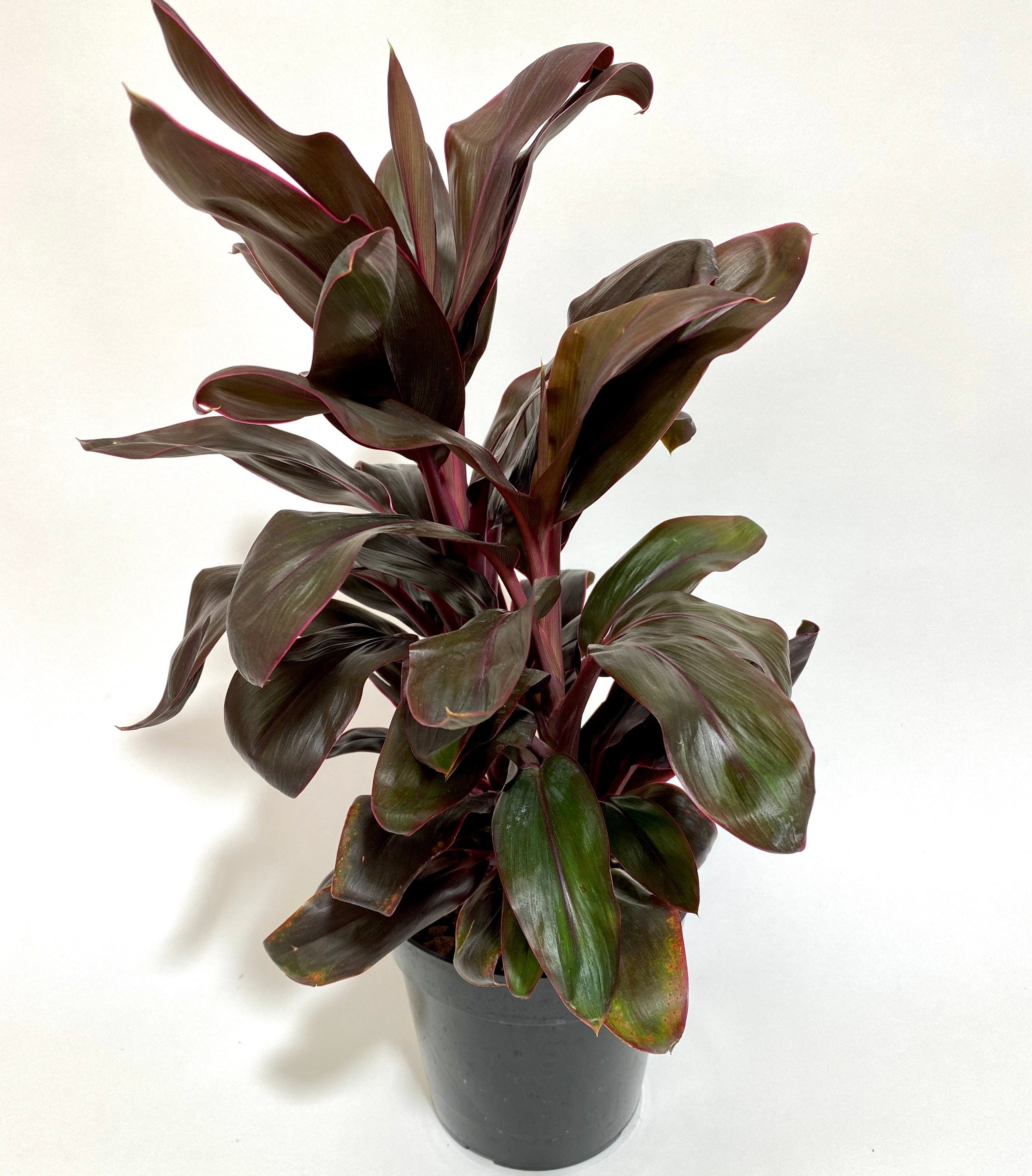 front view of Cordyline Fruticosa Ruby, Good Luck Plant