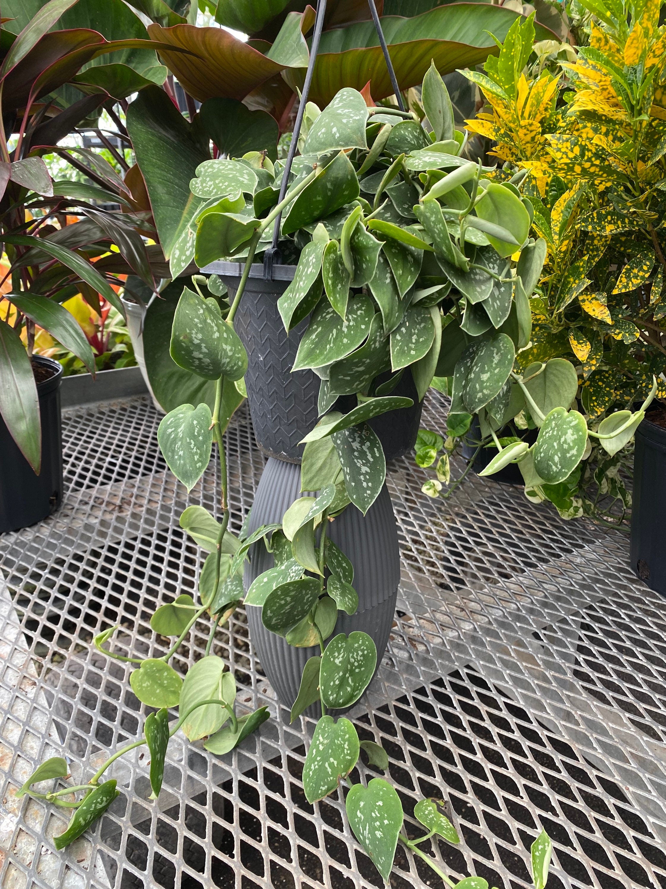 Pothos Silvery Ann, Variegated Green Silver in pots