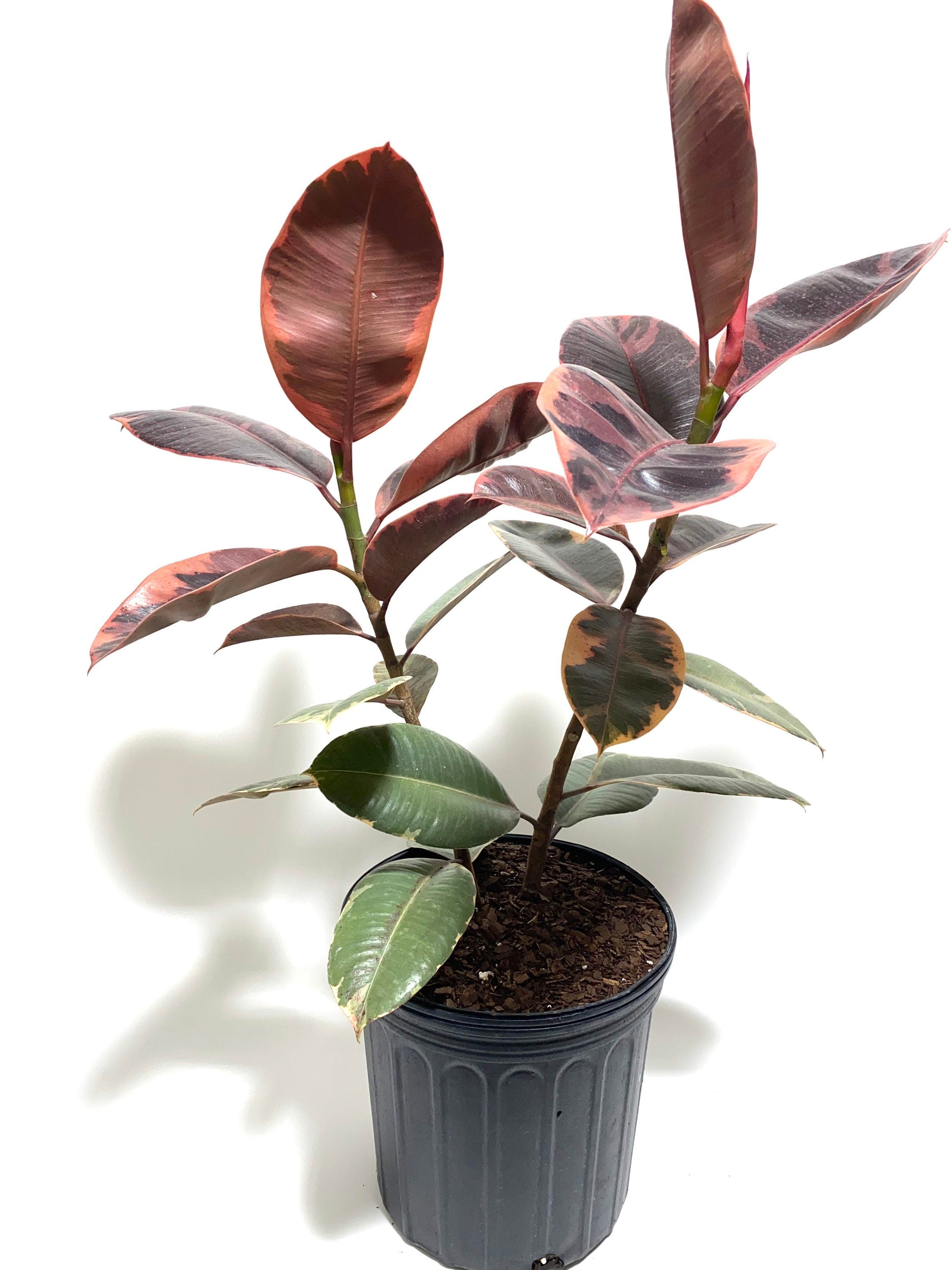Ficus Ruby Tree Form 2-Stem, Rubber Tree Live Plant Indoor Air Purifier in a pot
