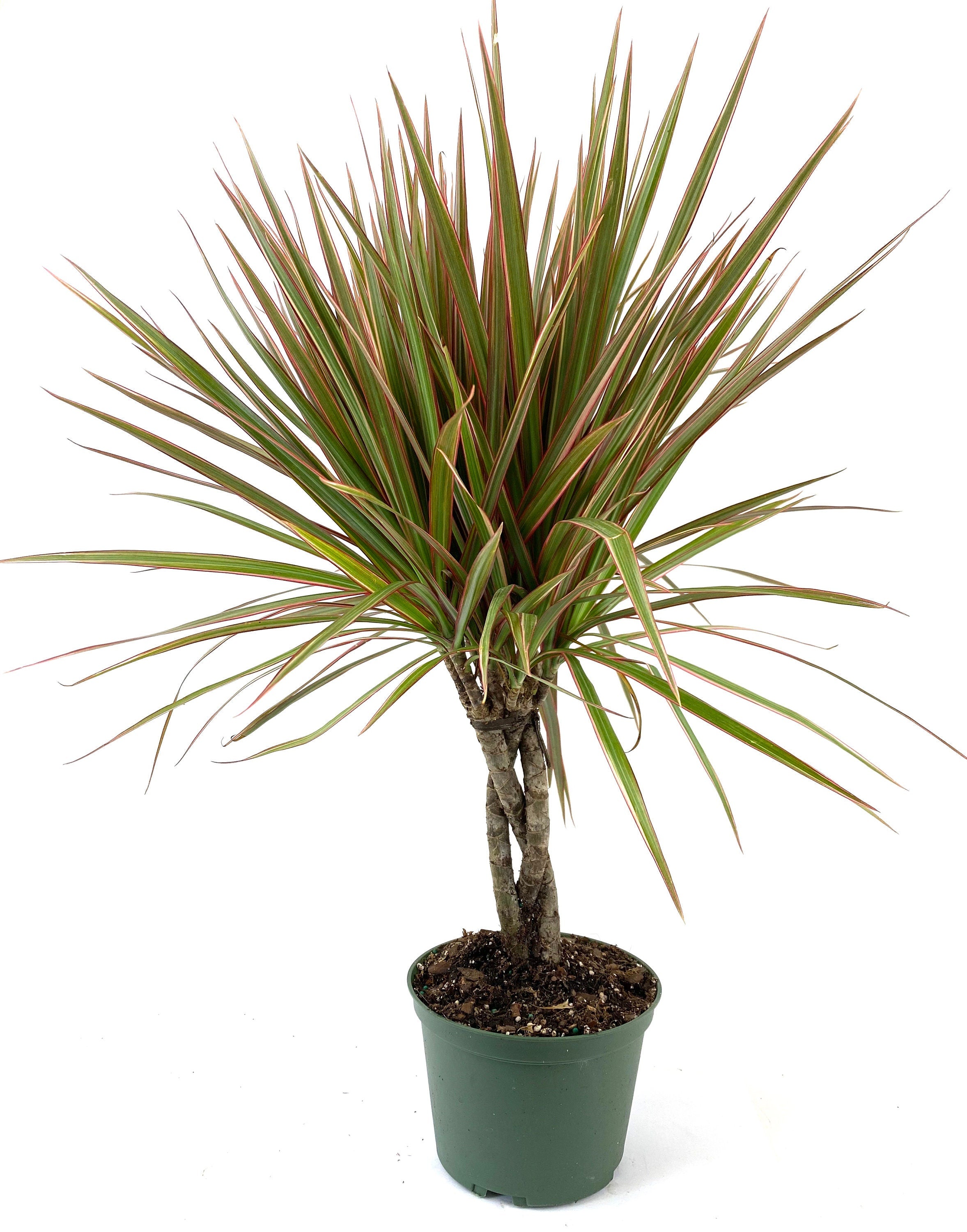 Dracaena Braided Trunk Bicolor, Dragon Tree
