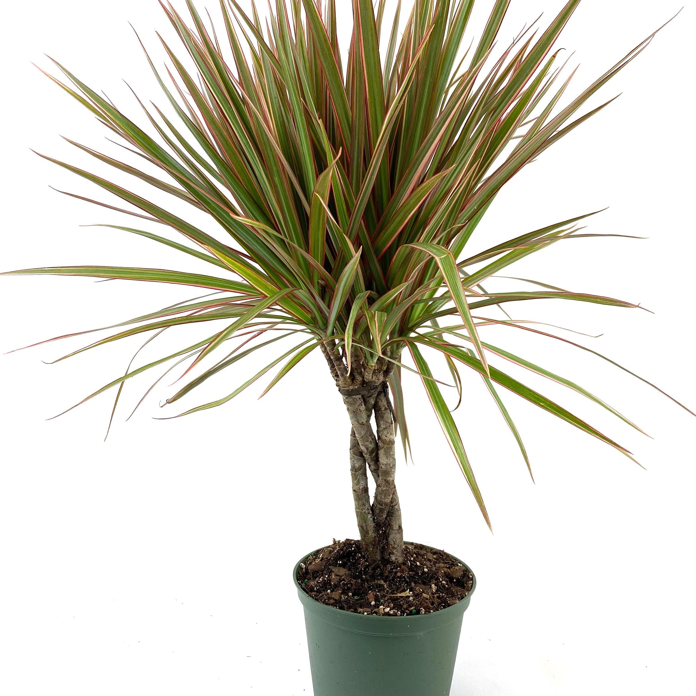 Braided Dracaena Dragon Tree nursery pot 1gal