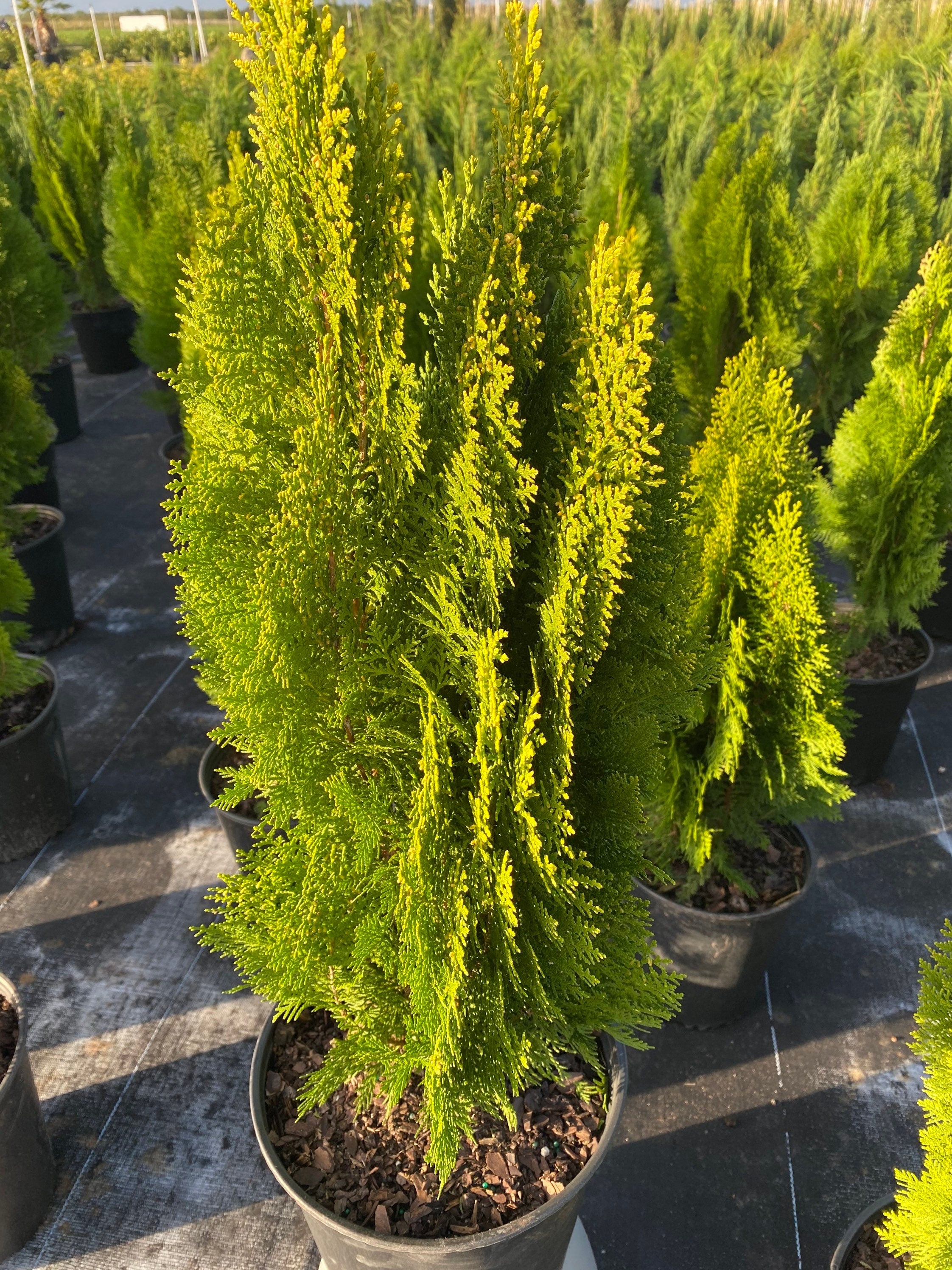 Yellow Ribbon Arborvitae, Thuja occidentalis