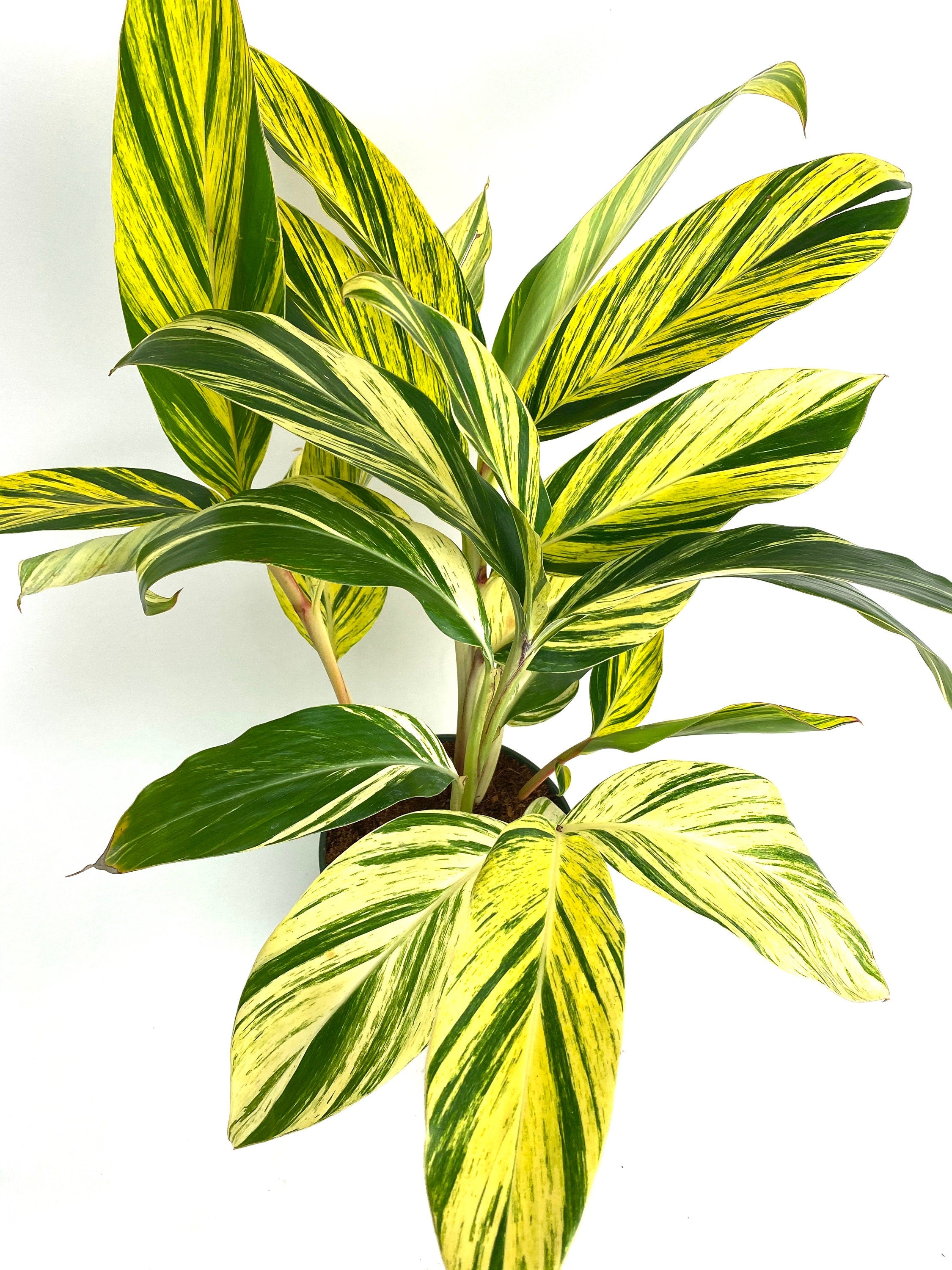 Ginger Shell Variegated, Live Tropical Prayer Plant leaves
