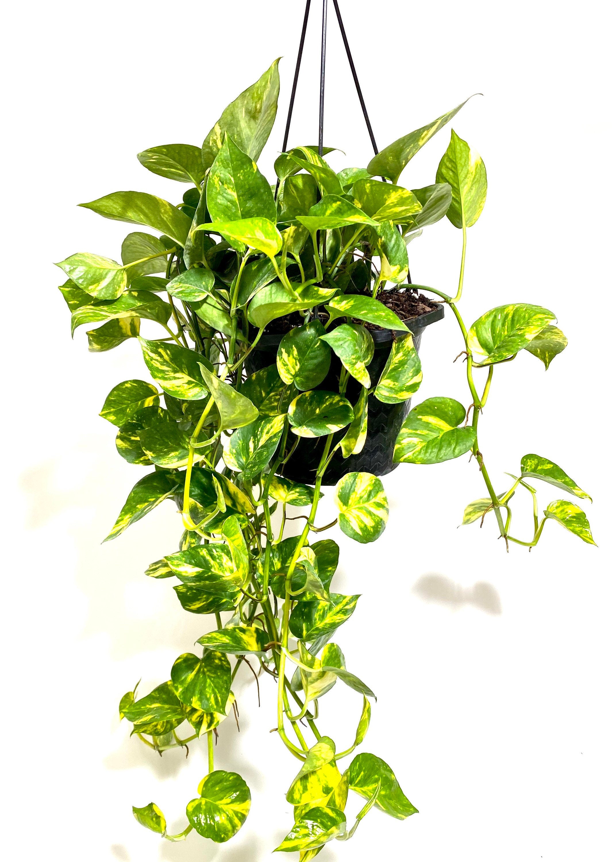 Golden Pothos in Hanging Basket, Epipremnum Aureum with white background