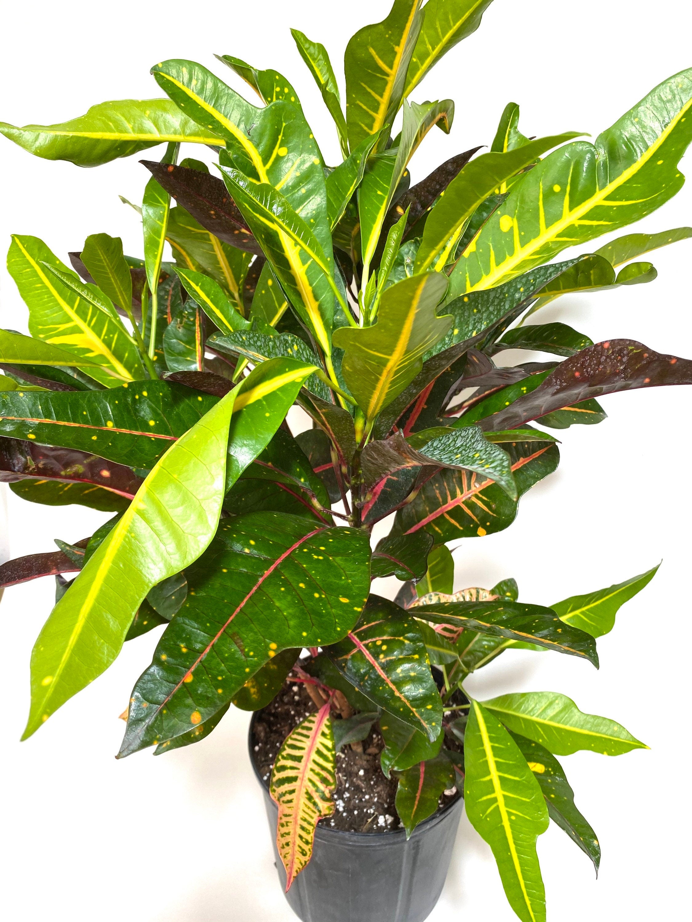 upper view of Croton Magnificent, Live Plant Indoor or Outdoor