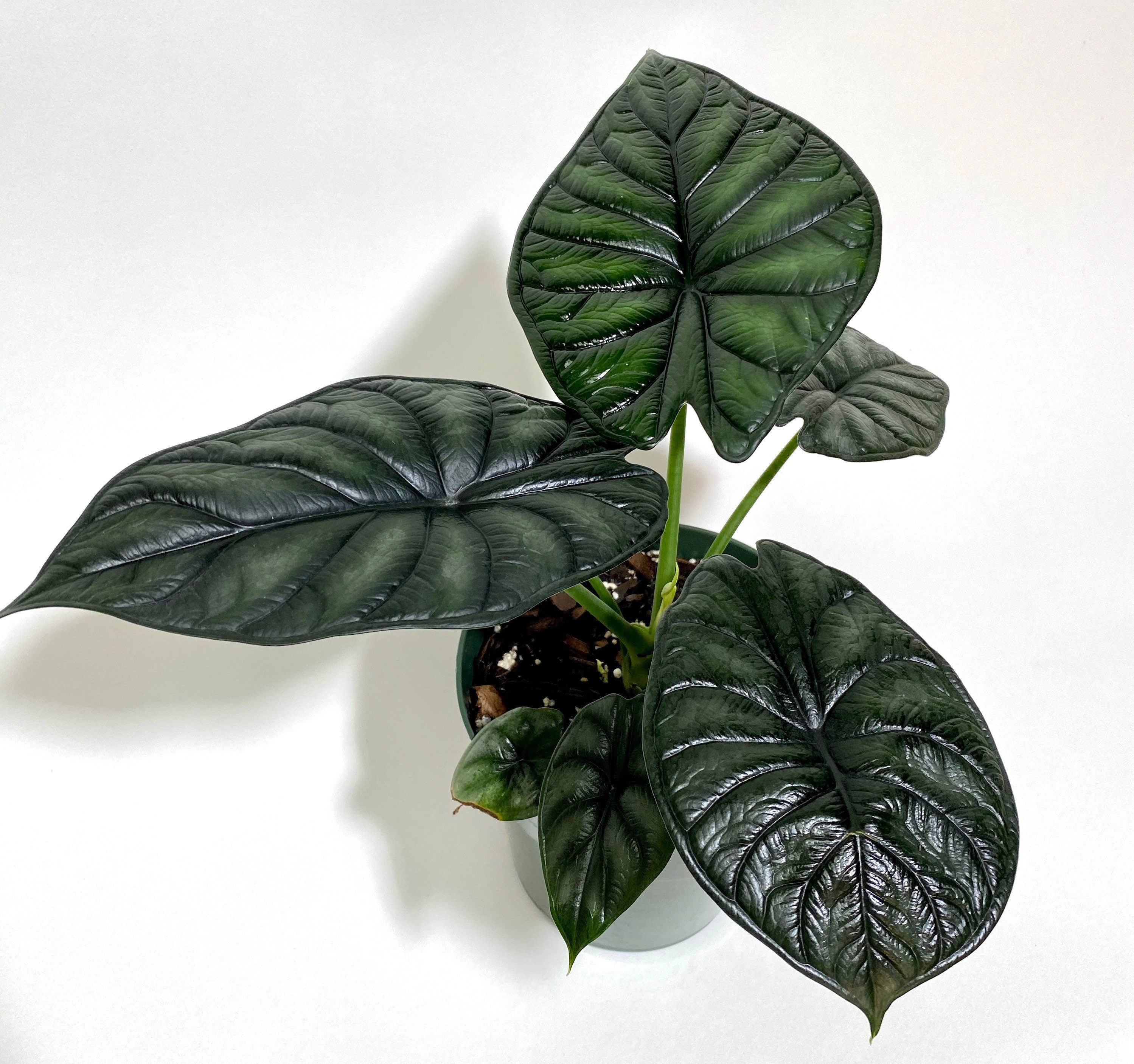 leaves of Alocasia Baginda Dragon Scale, Live Indoor plant