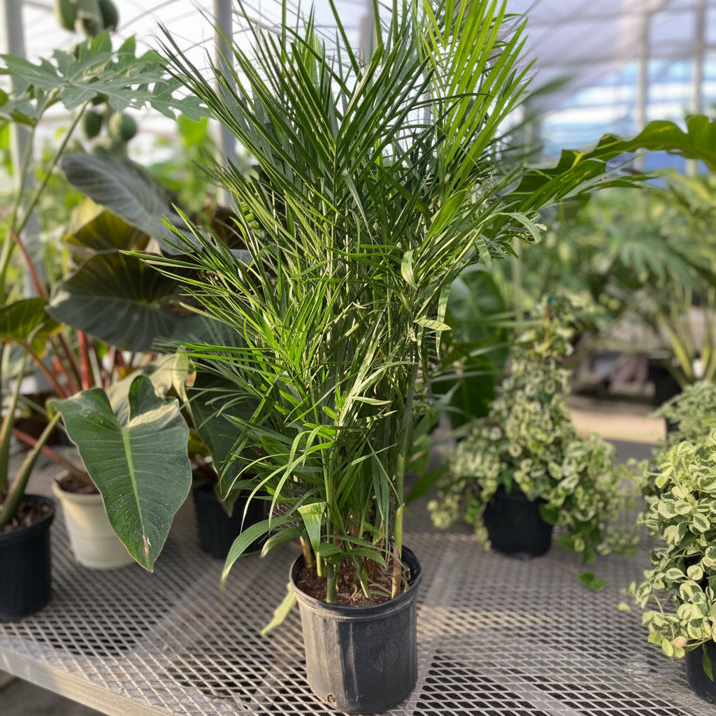 Bamboo Palm, Live Plant Air Purifier close view