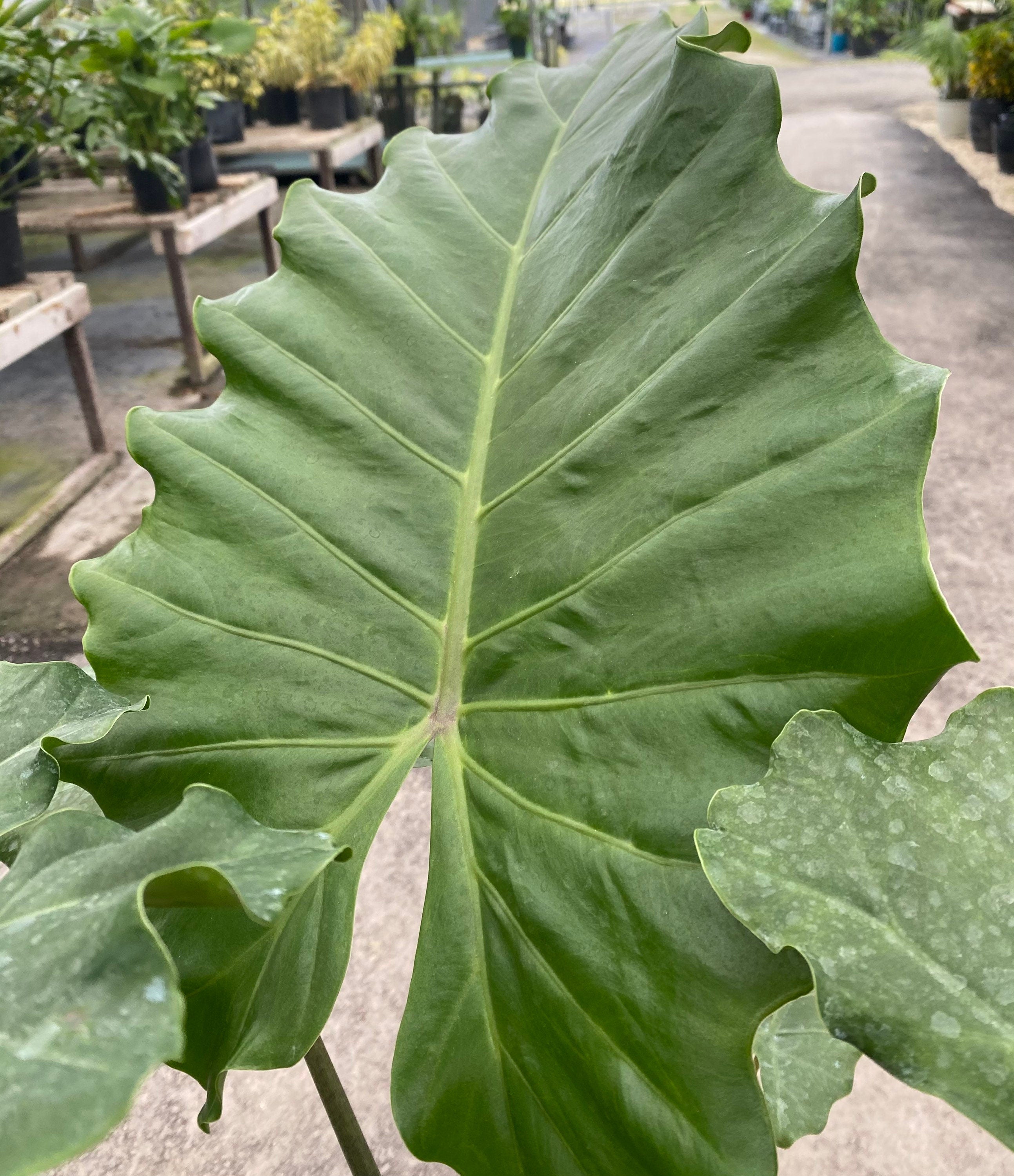 single leaf of Alocasia Calidora, Elephant Ears, Live Tropical Plant