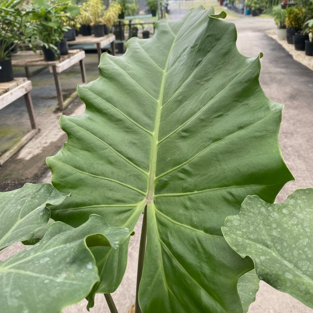 single leaf of Alocasia Calidora, Elephant Ears, Live Tropical Plant