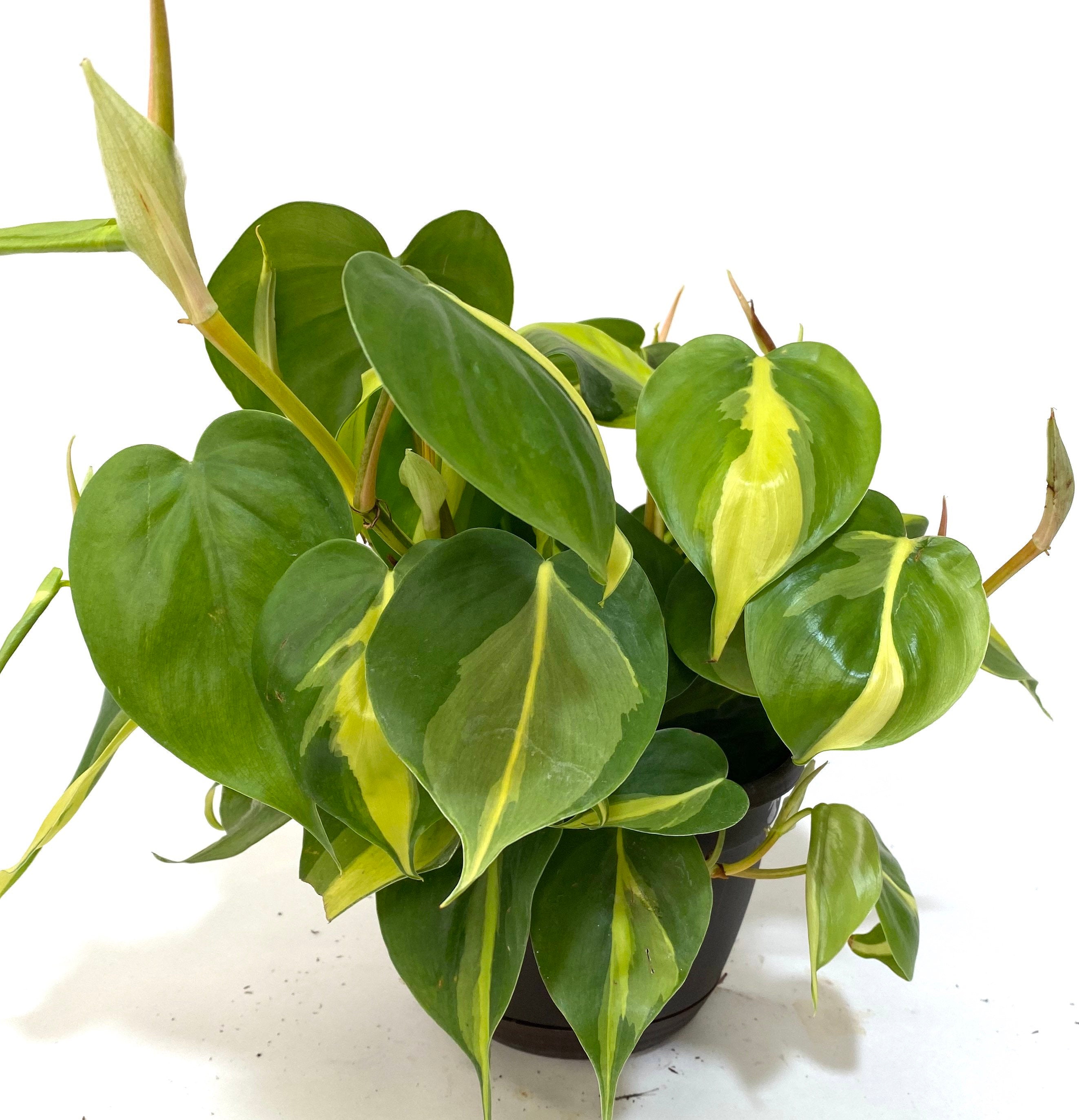 leaves of Philodendron Brazil in Hanging Basket, Live Tropical Vining Plant