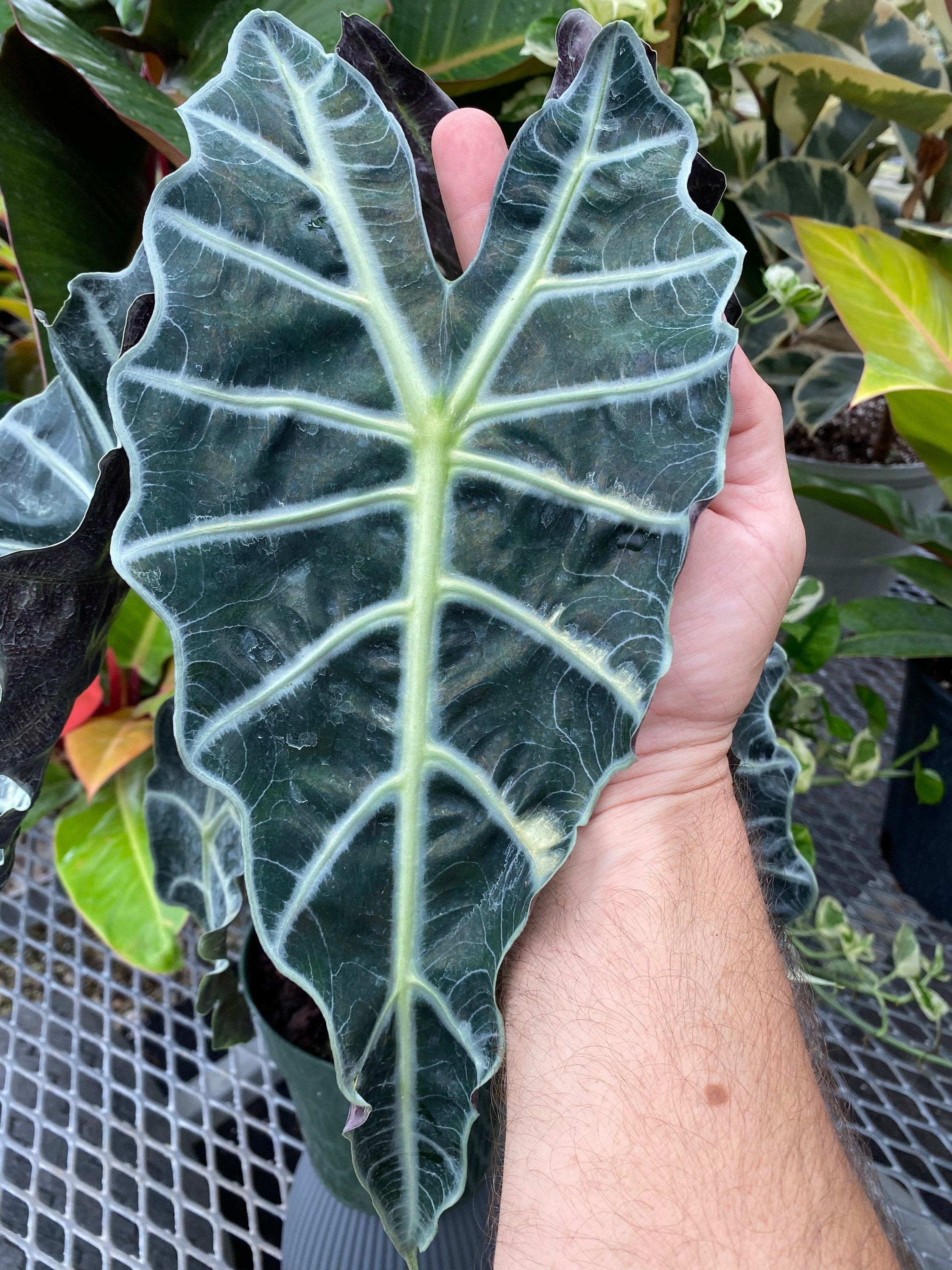 single leaf of Alocasia Amazonica Polly, African Mask