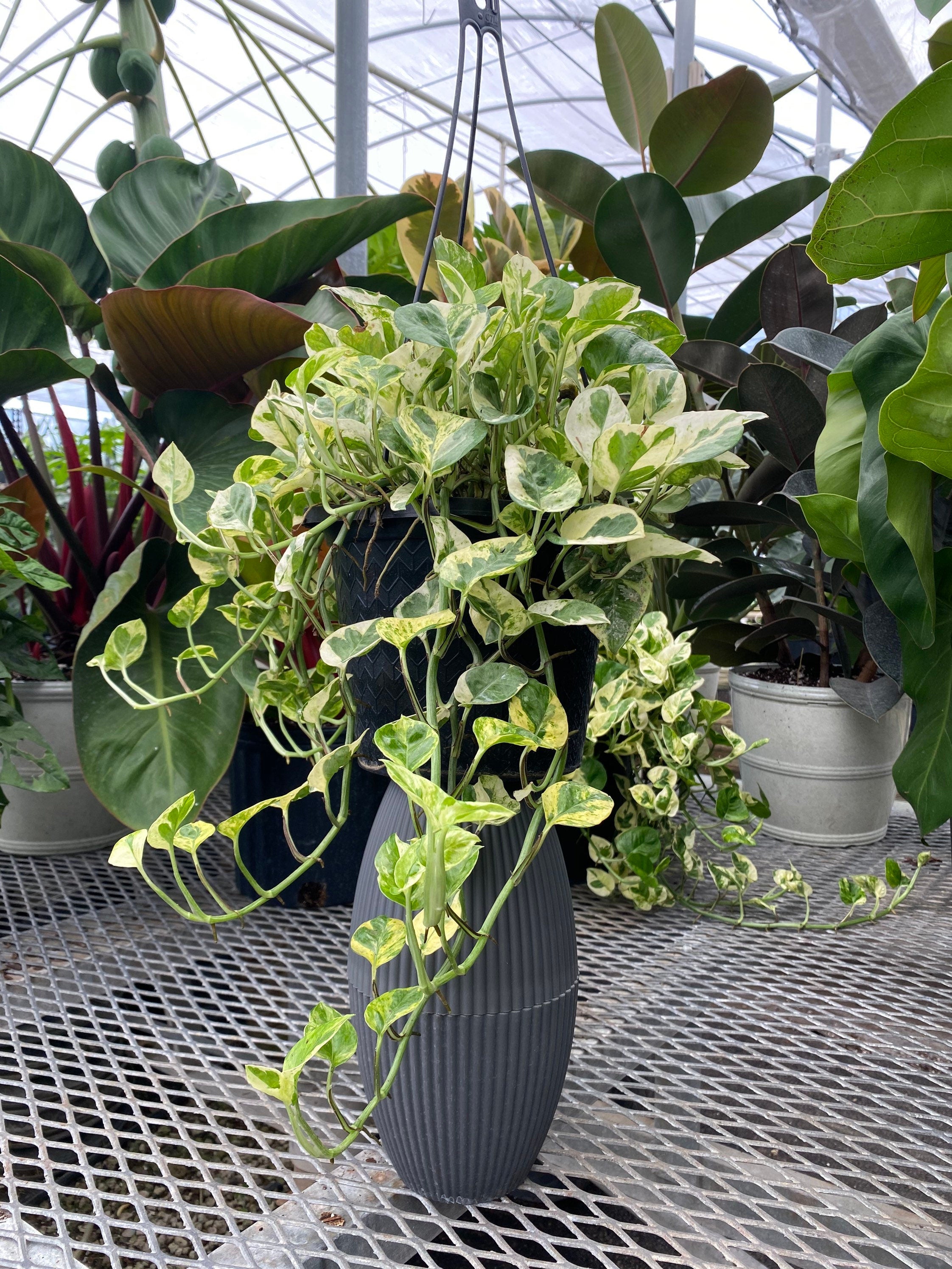 Pothos N&